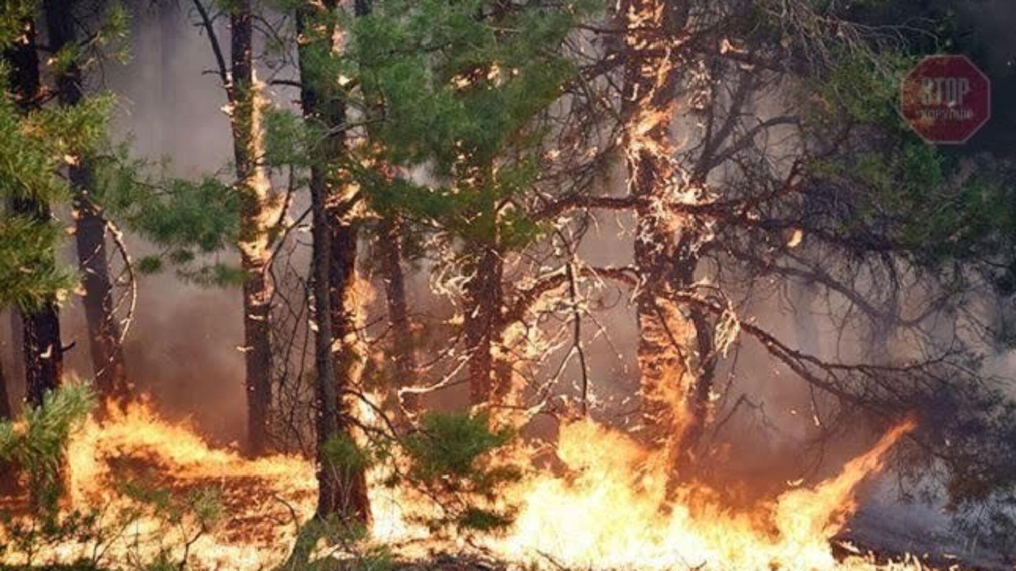 На Луганщині палає ліс у 60 гектарів