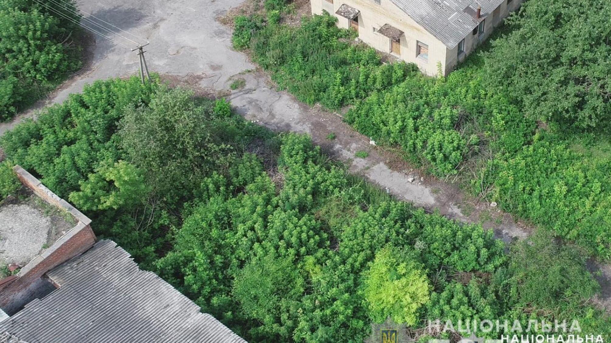 Поліція ліквідувала плантацію конопель, виявлену на Житомирщині за допомогою аеророзвідки