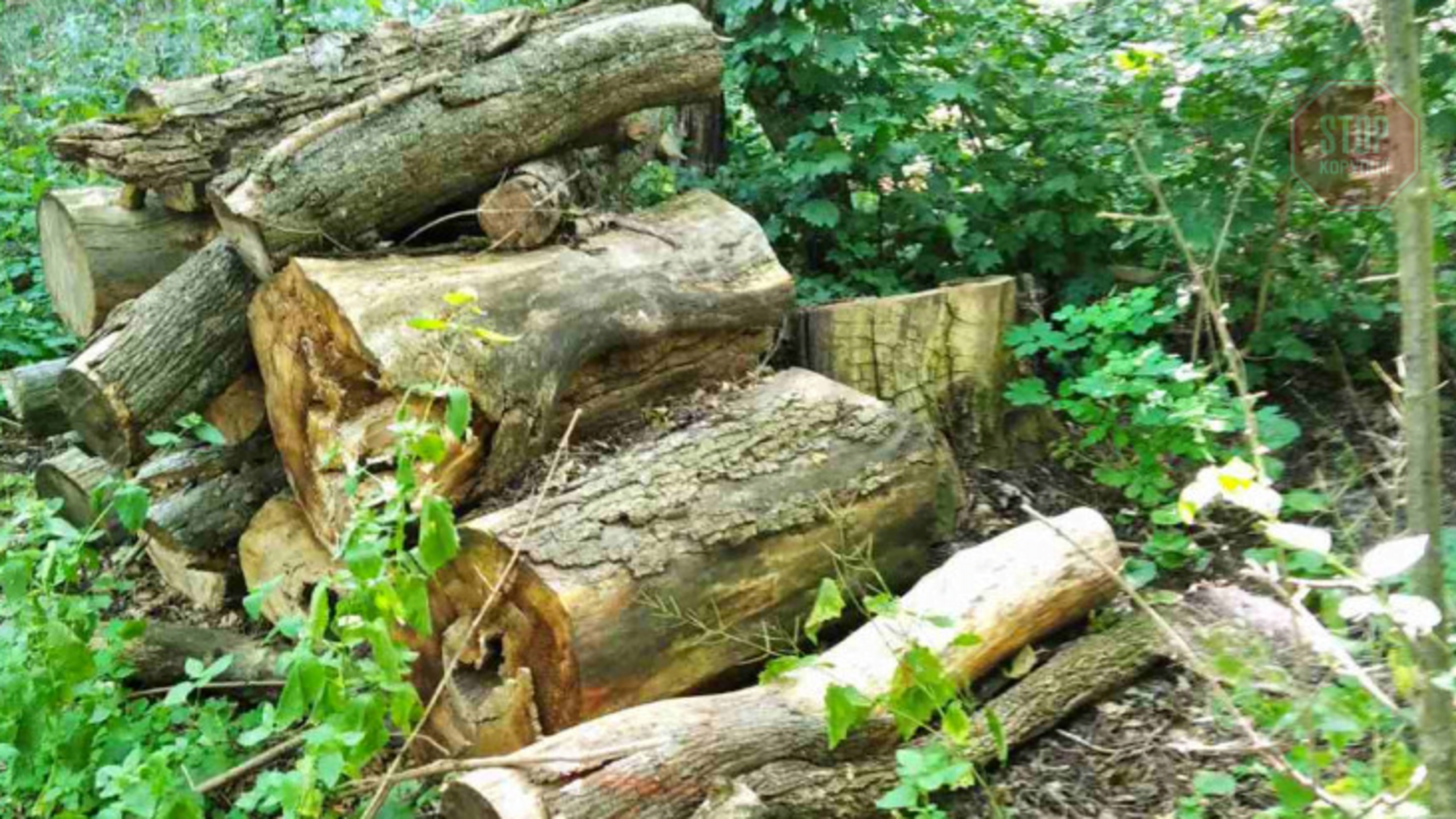 На Вінниччині виявили незаконну вирубку дерев