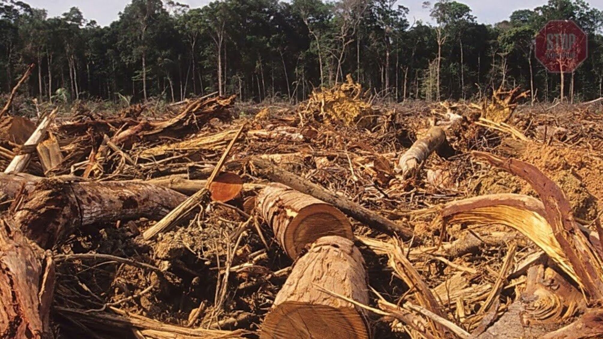 На Закарпатті лісники допустили незаконну вирубку: державі завдано збитків у сумі майже 7 млн грн