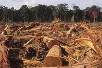 У Вінницькій області керівник лісгоспу займався незаконною вирубкою дерев