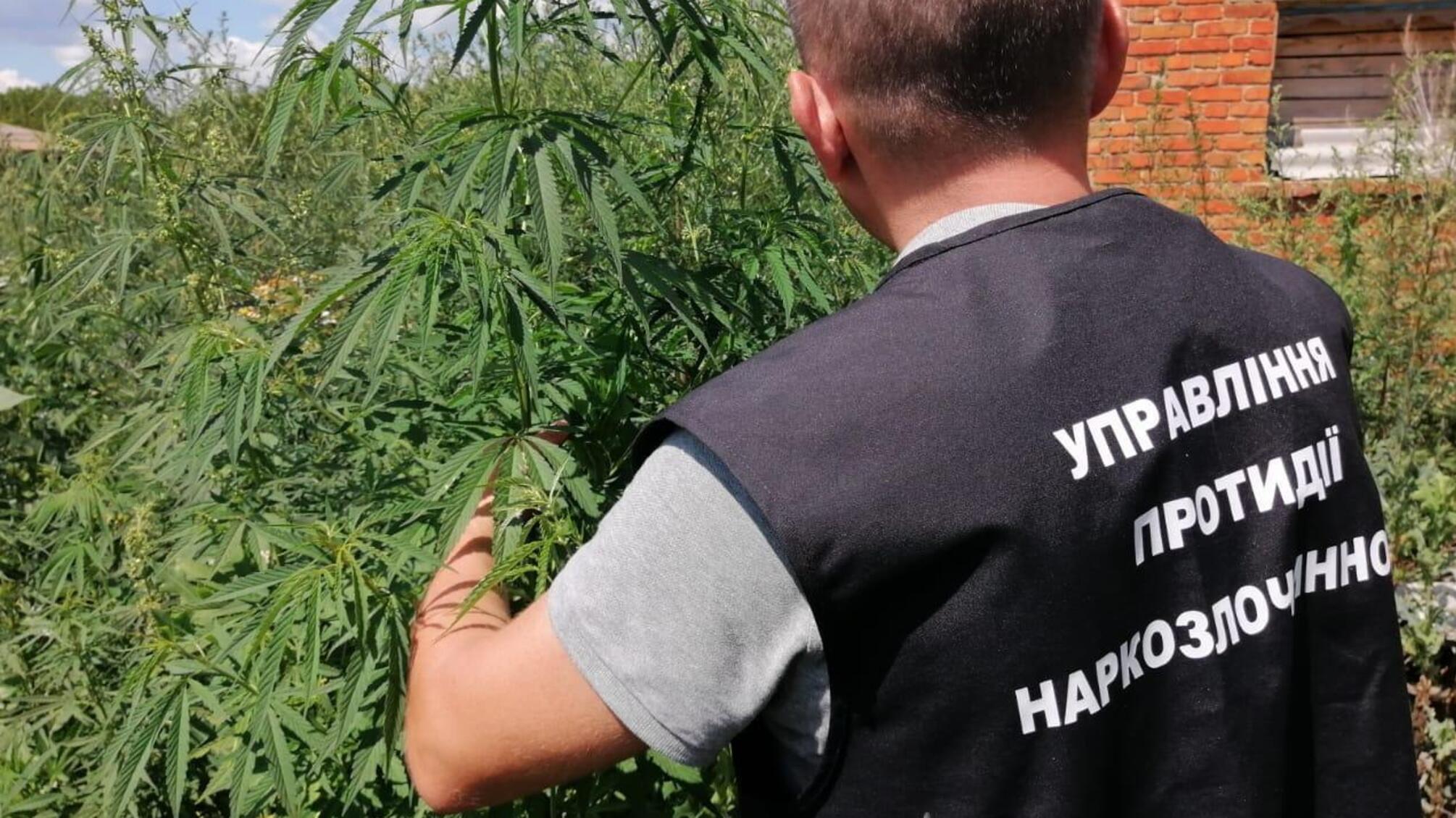 На Сумщині поліцейські виявили плантацію конопель