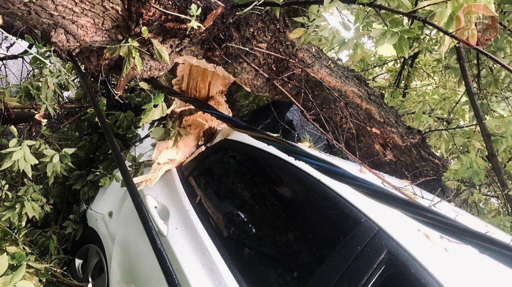 У Києві дерево впало на автомобіль знімальної групи: всередині була вагітна журналістка (фото)