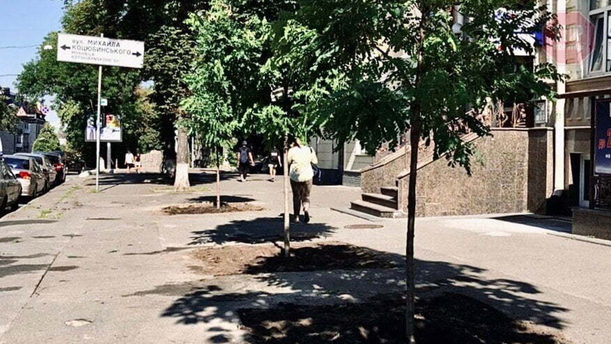 Повернули на місце: у центрі столиці вирубали 70-річні дерева, а потім висадили нові