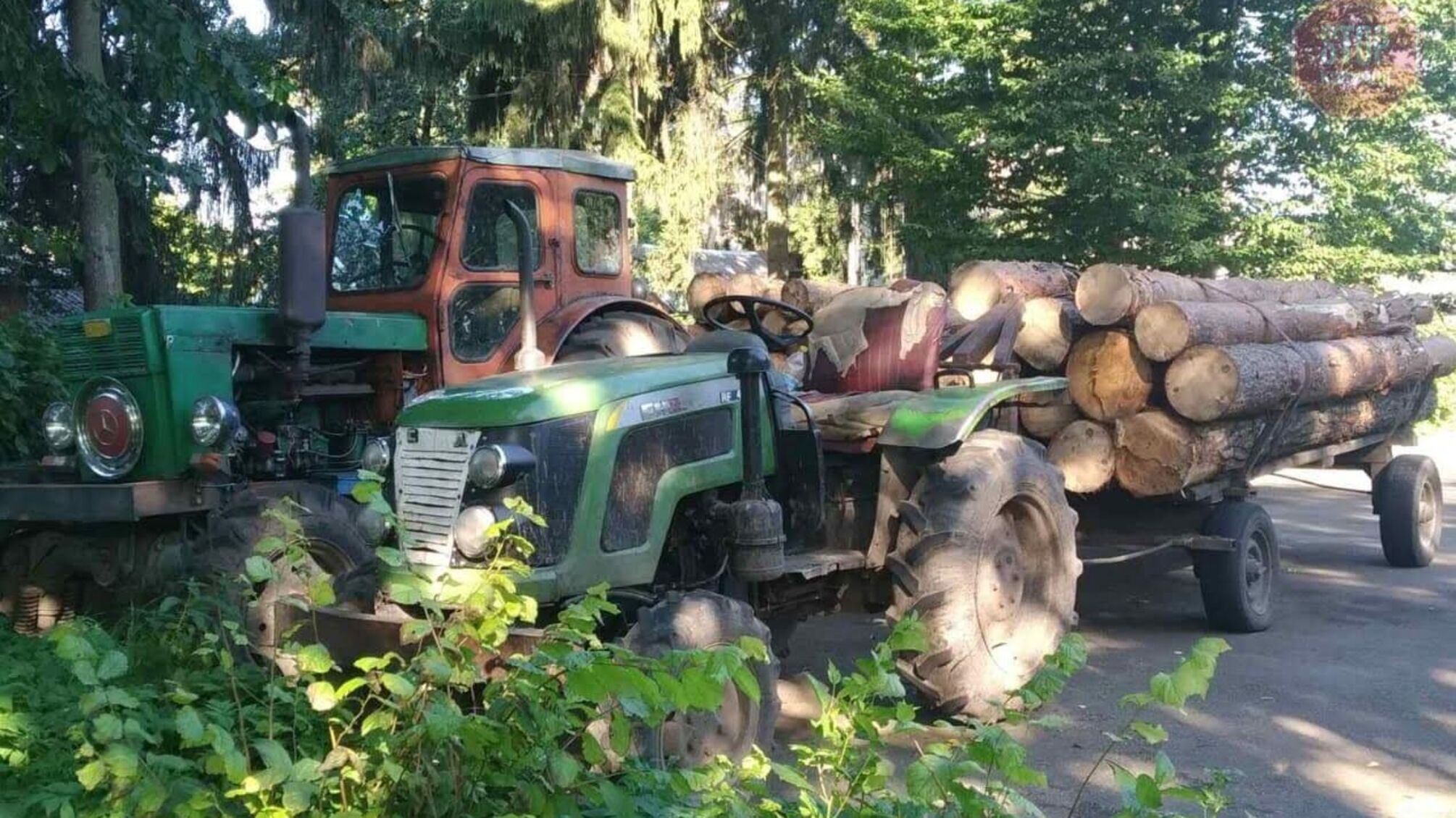 На Житомирщині триває крадіжка лісу (фото)
