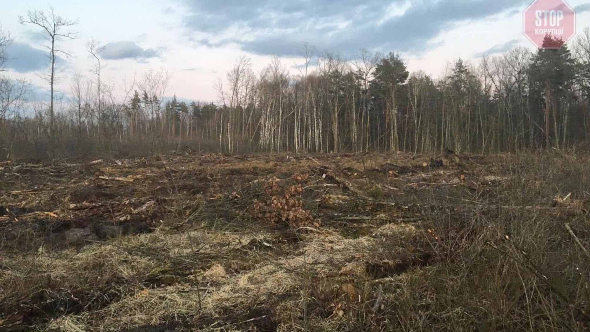 Вирубали лісу на 14 мільйонів: причетна 21 людина (фото)