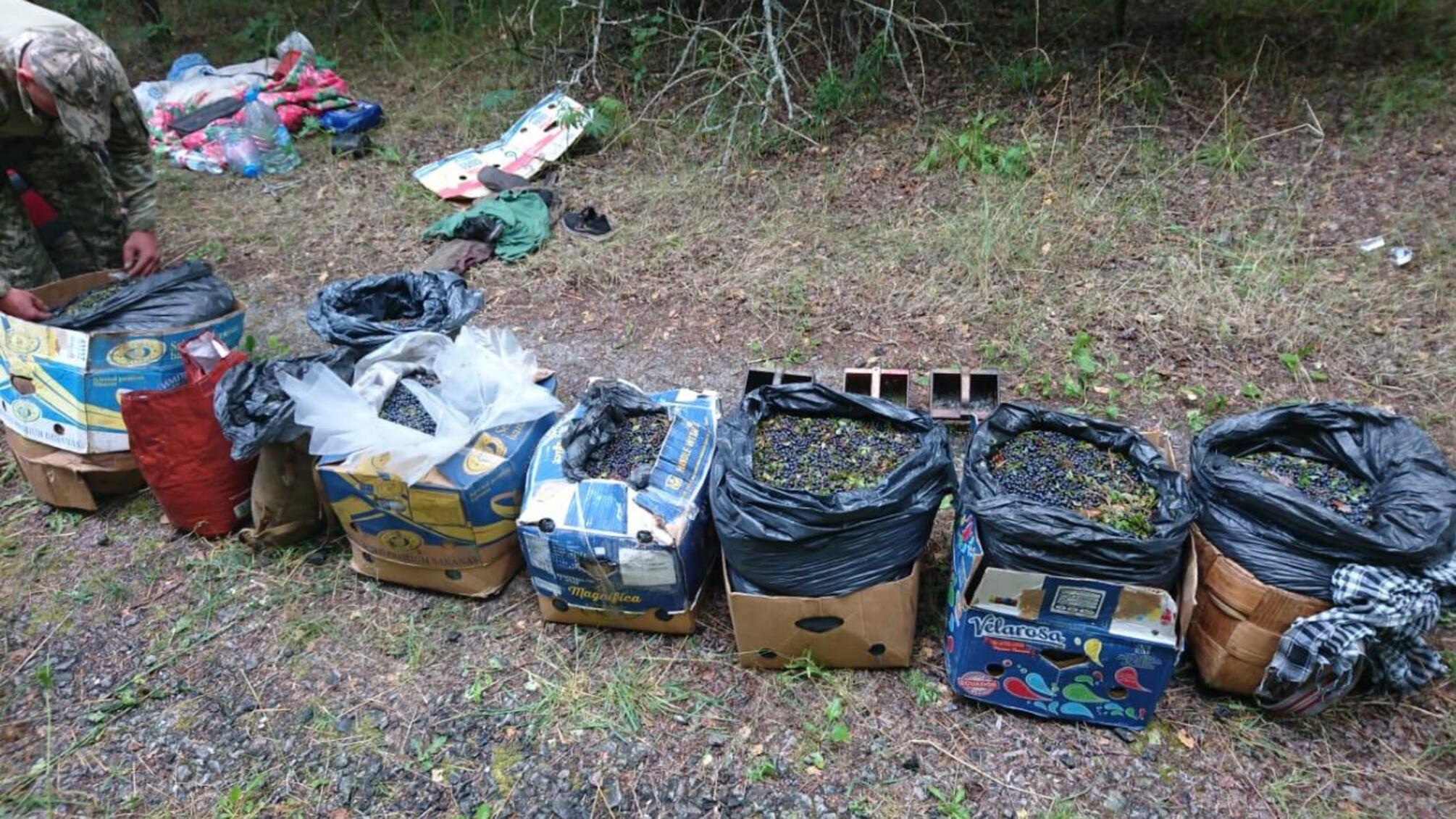 Поліція ЧАЕС попередила незаконне переміщення 300 кг радіаційних ягід та грибів із зони відчуження