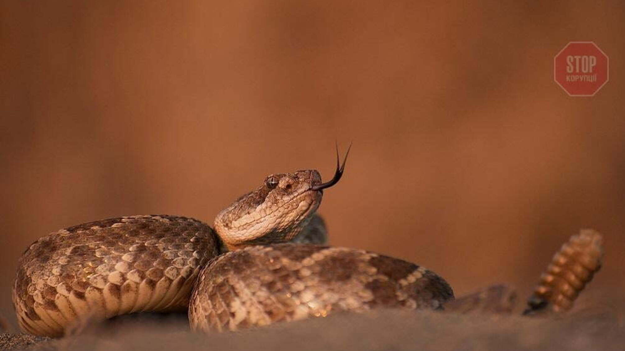 На Житомирщині чоловіка вкусила гадюка: потерпілий у реанімації