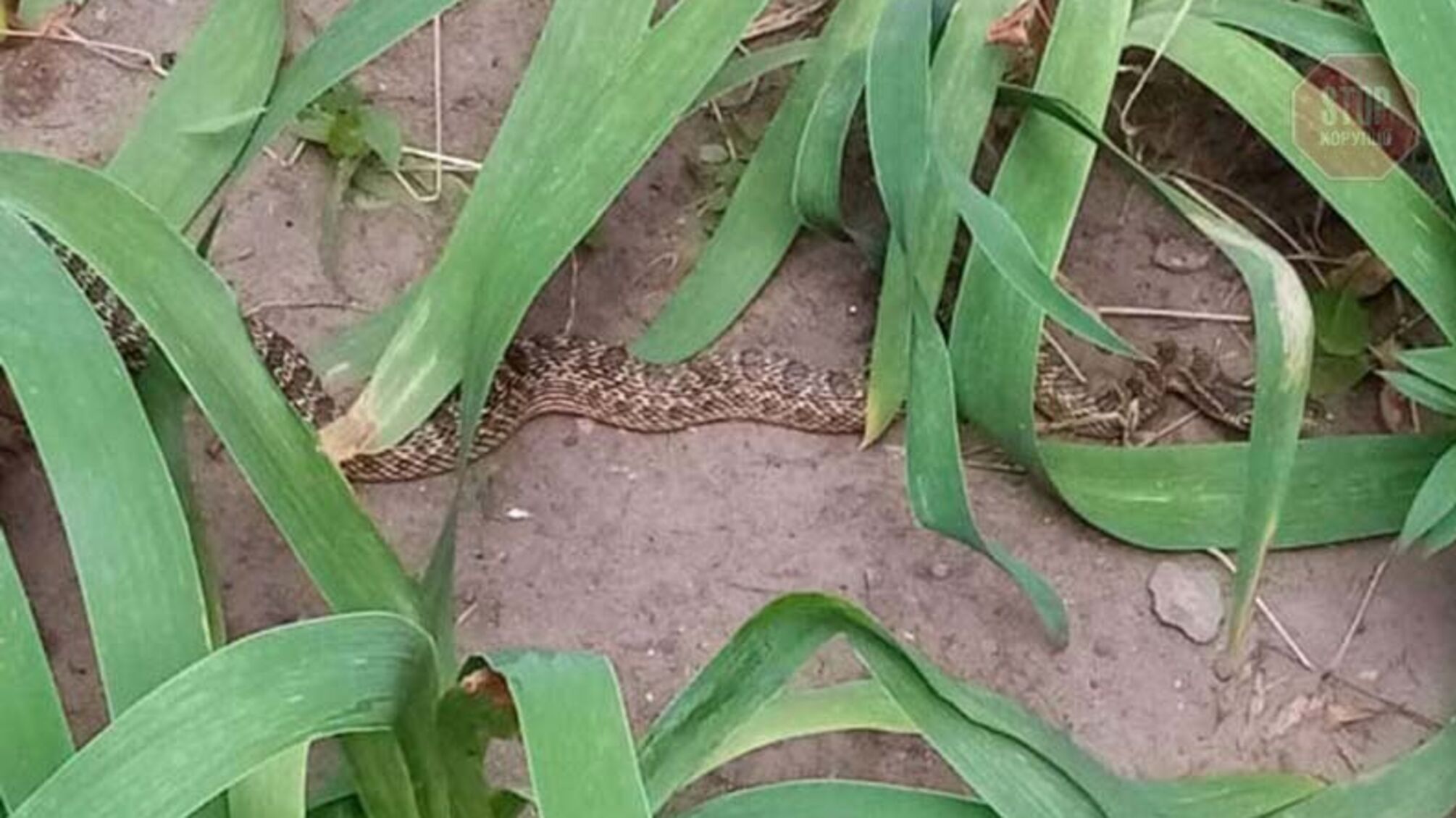 У Дніпрі посеред двору повзала півтораметрова змія (фото, відео)