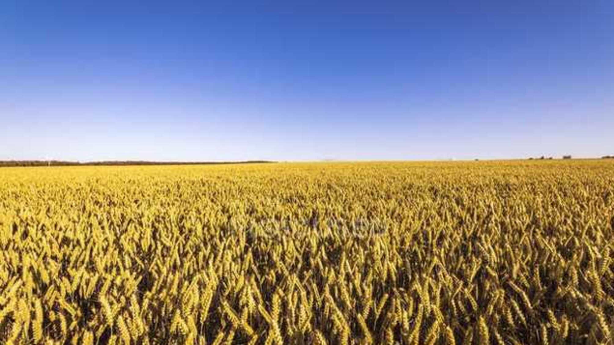 Генпрокуратура потребовала сгноить урожай зерновых на полях Харьковщины