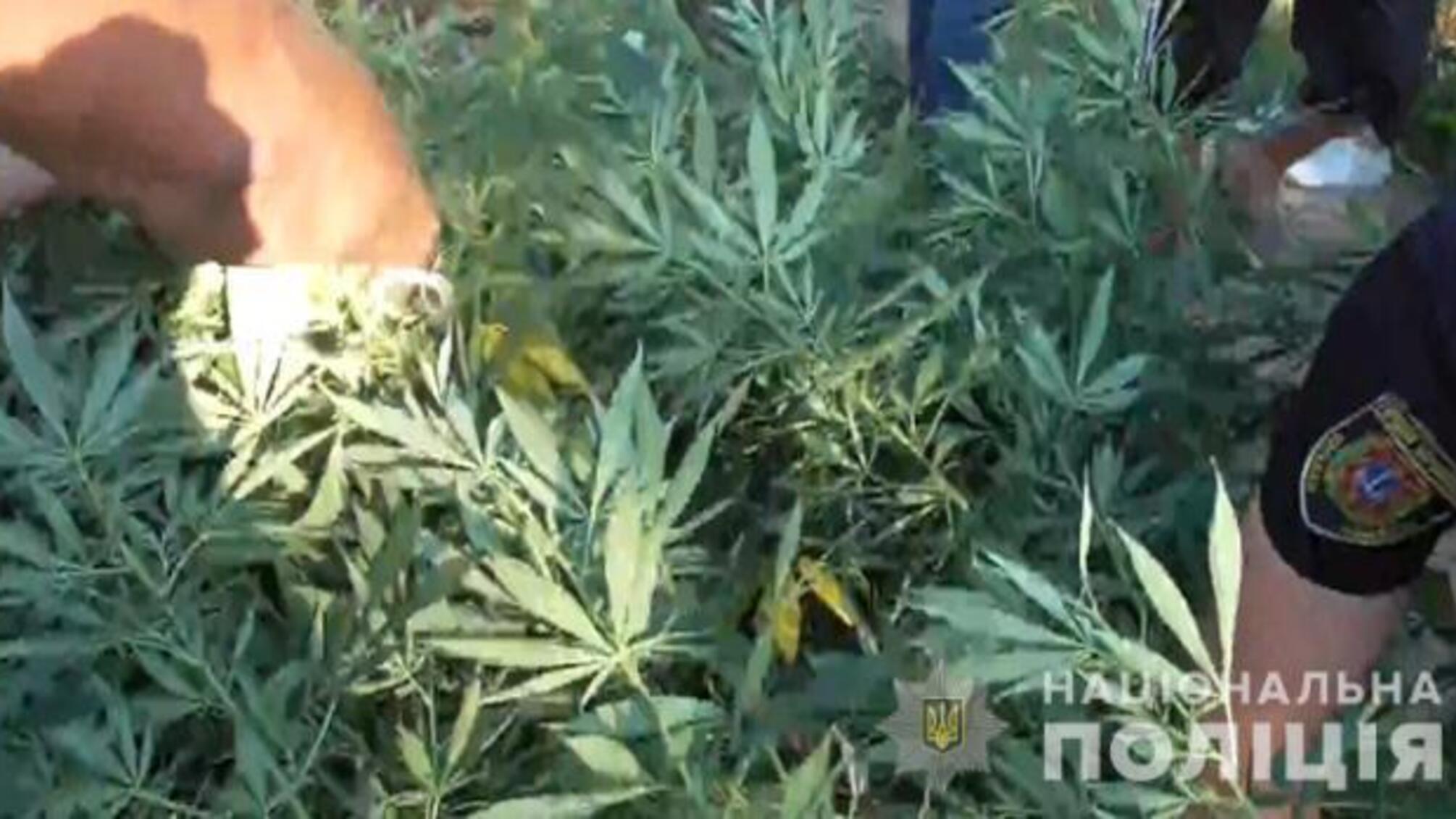 Біляївські поліцейські викрили жителя громади у вирощуванні та зберіганні канабісу
