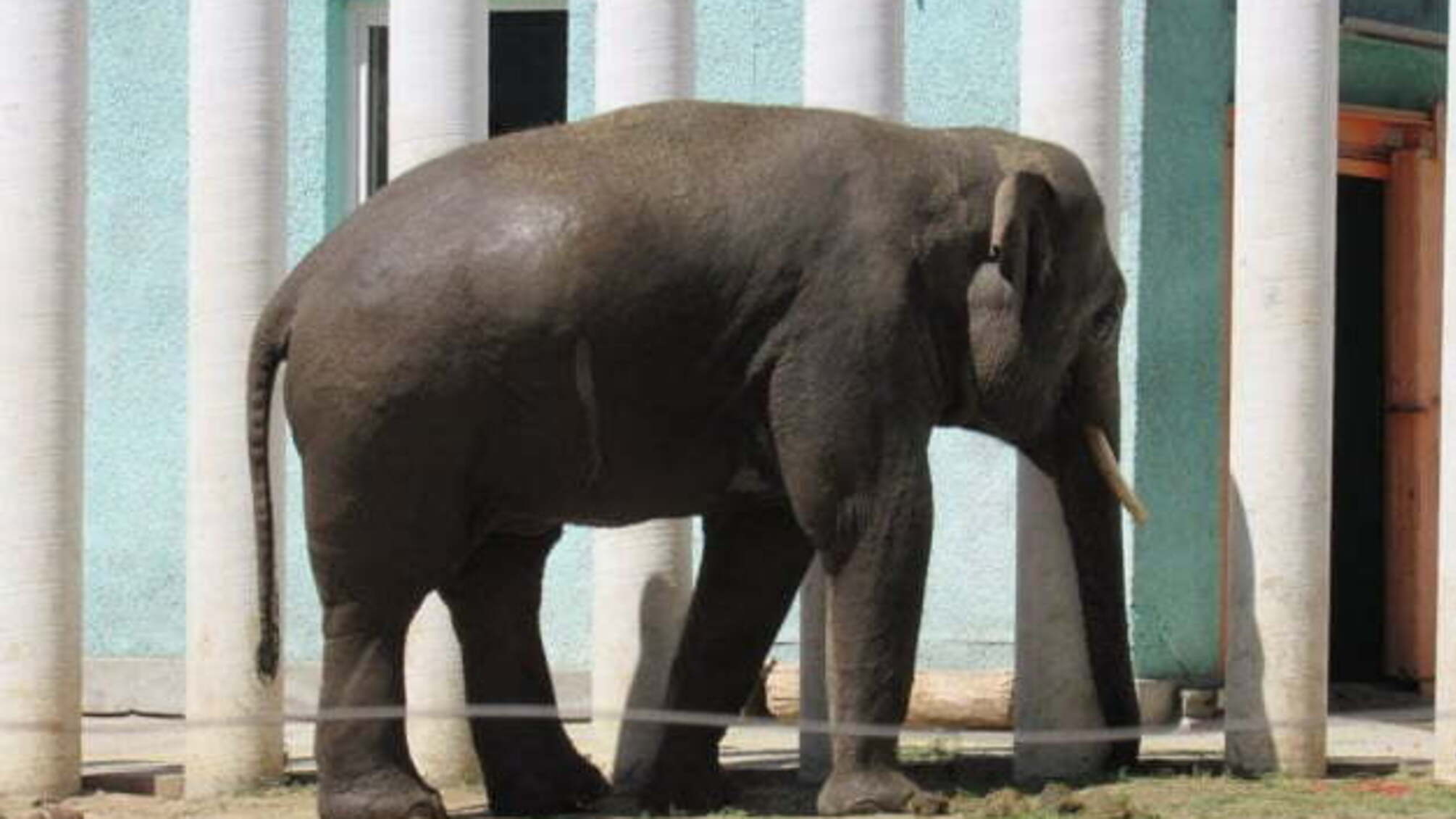 У Миколаївському зоопарку відсвяткували ювілей слона Дінкара