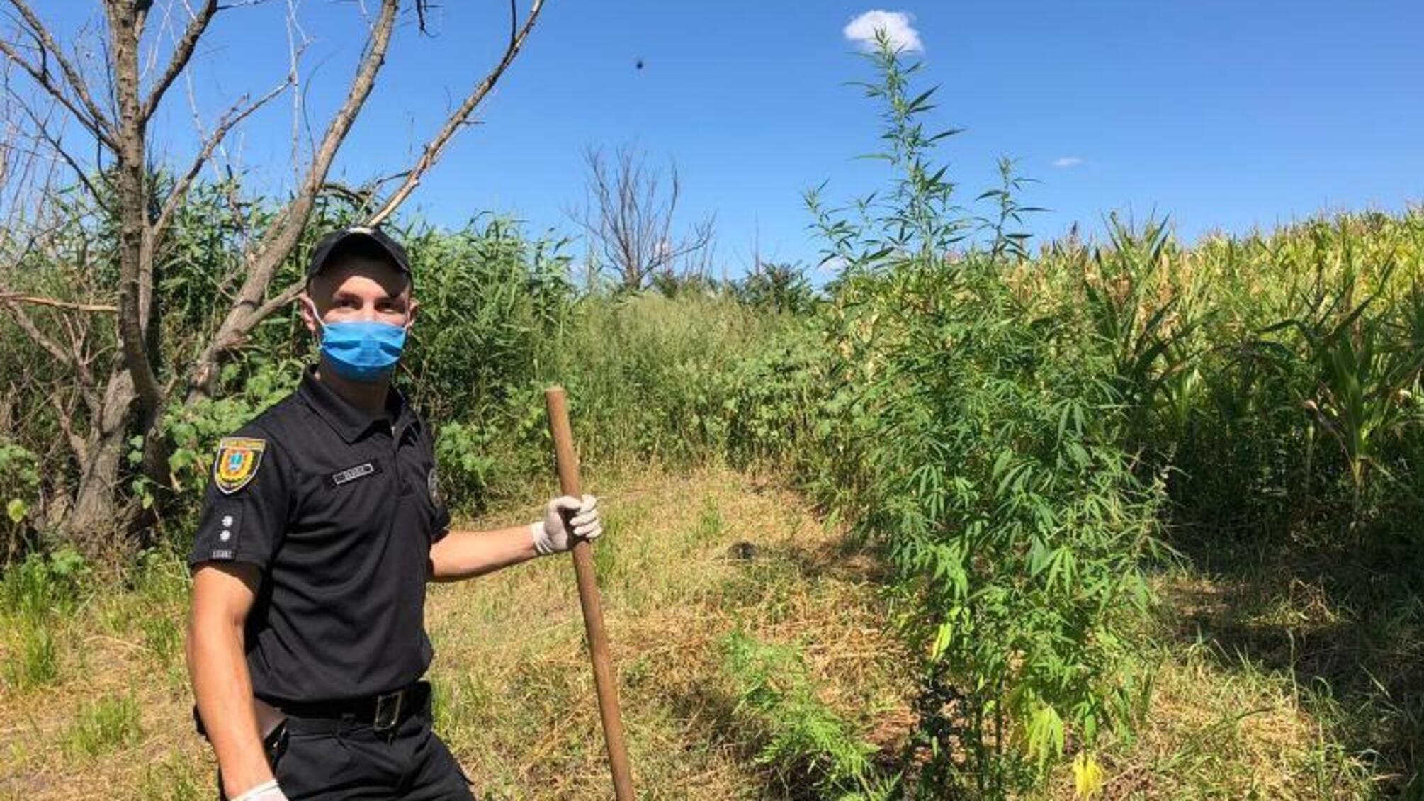 На Одещині поліцейські викрили чоловіка, який виростив на городі коноплі в людський зріст