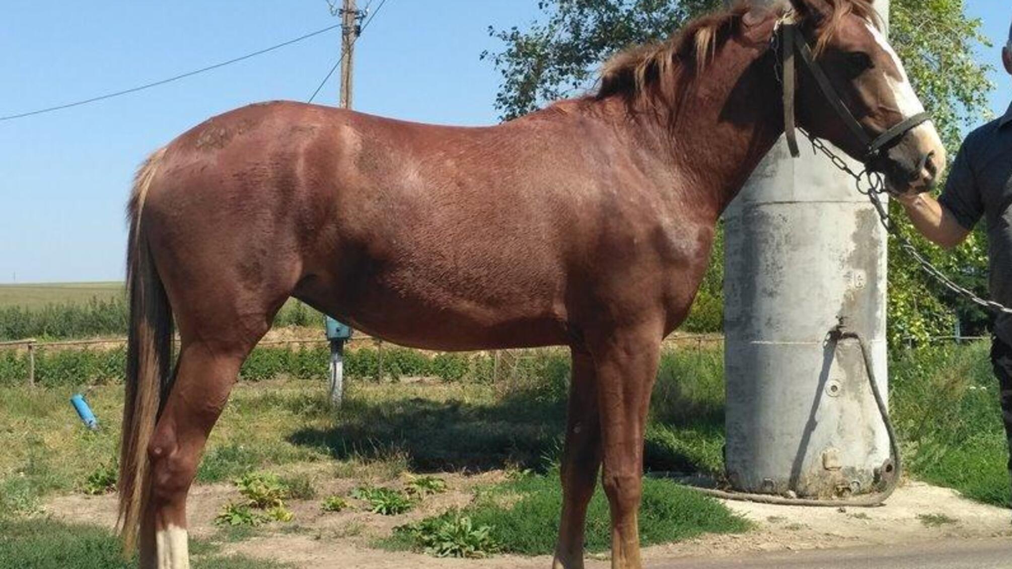 Поліцейські оголосили 27-річному жителю Любашівського району підозру у викраденні коня