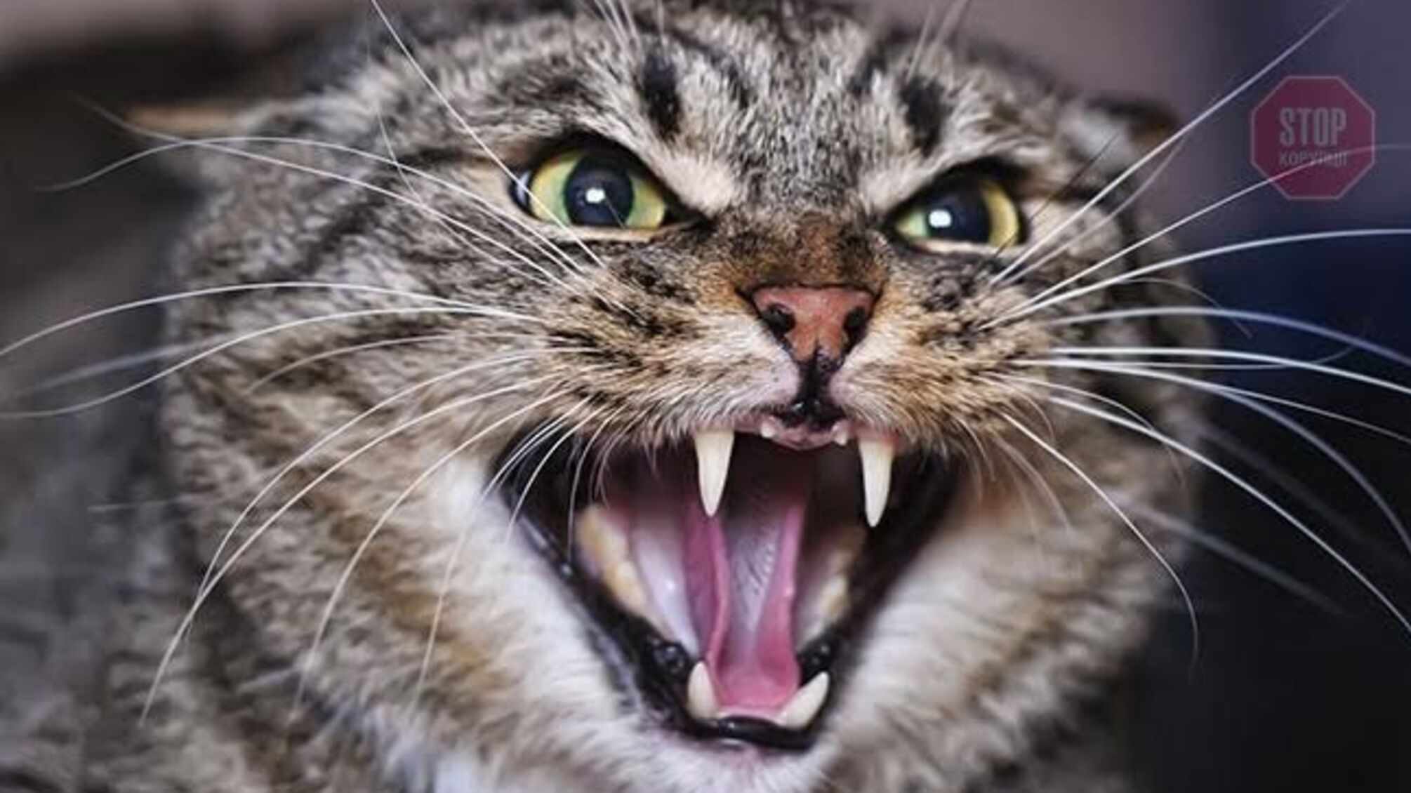 На Сумщині скажений кіт подряпав чоловіка і помер