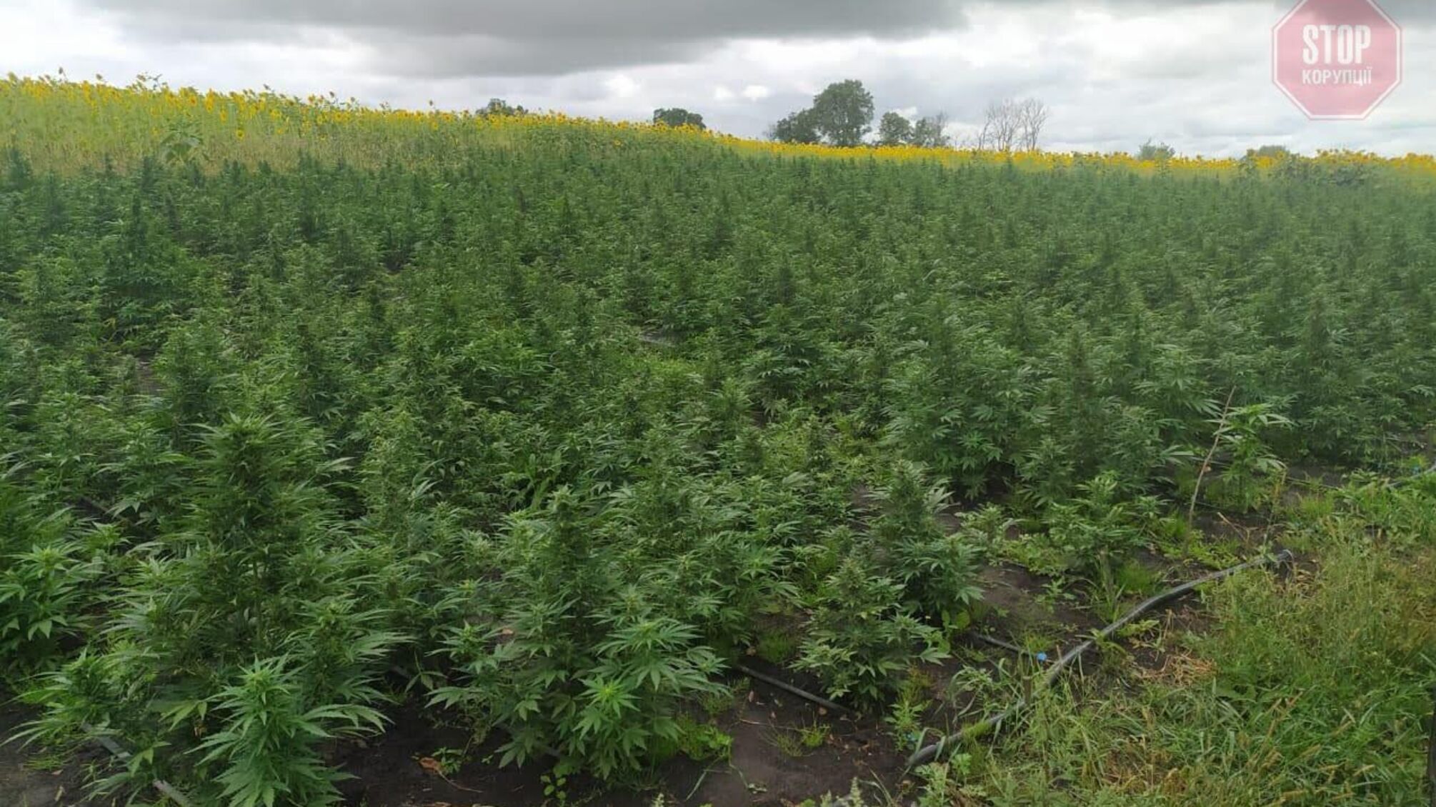 На Сумщині поліція викрила плантацію коноплі на 7 мільйонів гривень (фото)