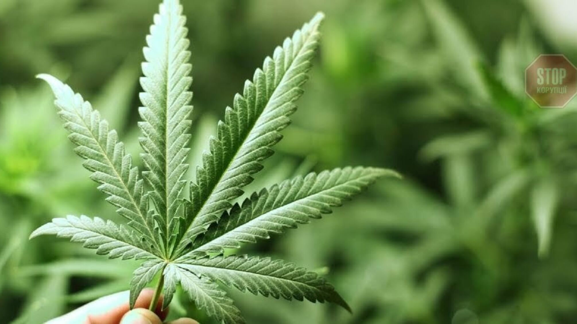 У Києві правоохоронці під час обшуків вилучили канабіс (фото)