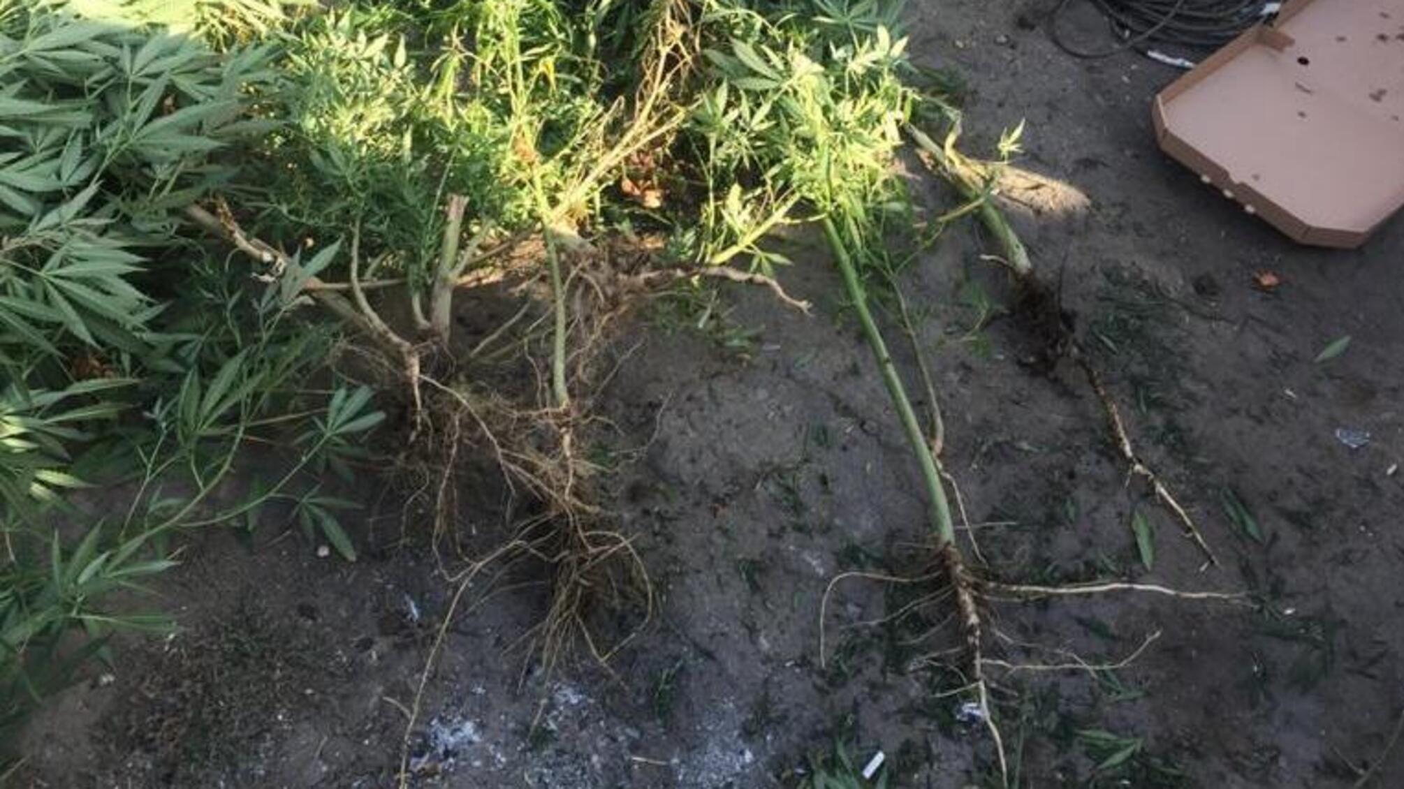 Усатівські поліцейські виявили в жителя громади незаконні посіви конопель