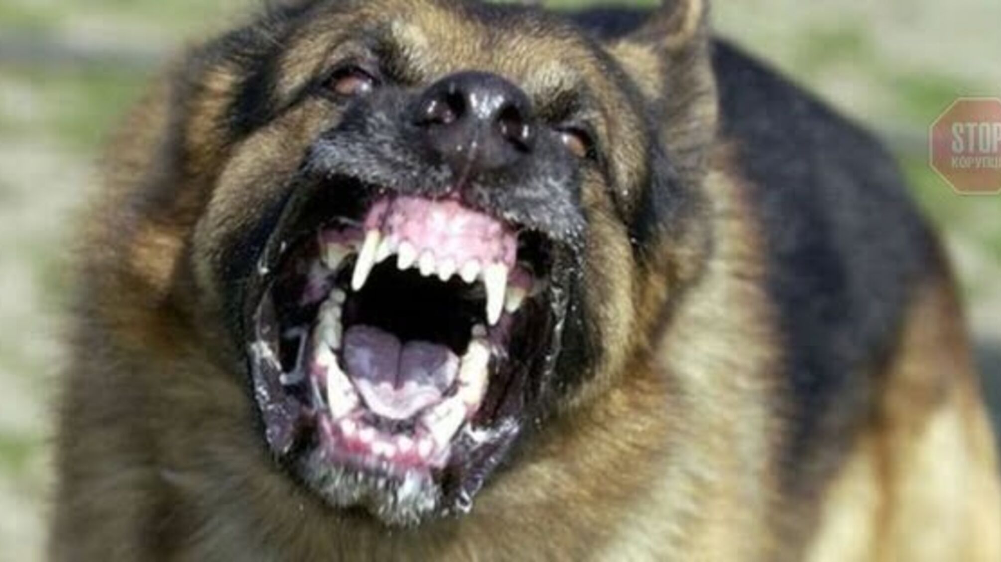 В Одесі зоозахисниця потрапила у реанімацію після нападу собаки