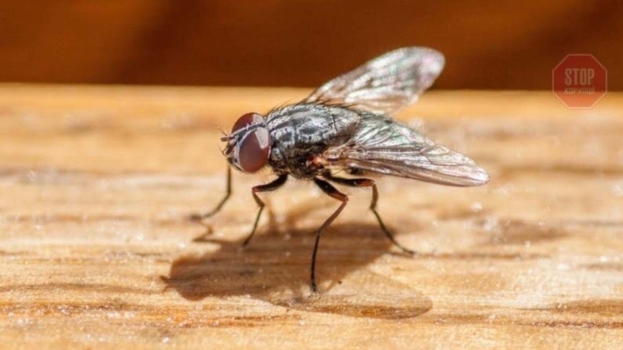 Француз підірвав будинок, намагаючись вбити муху