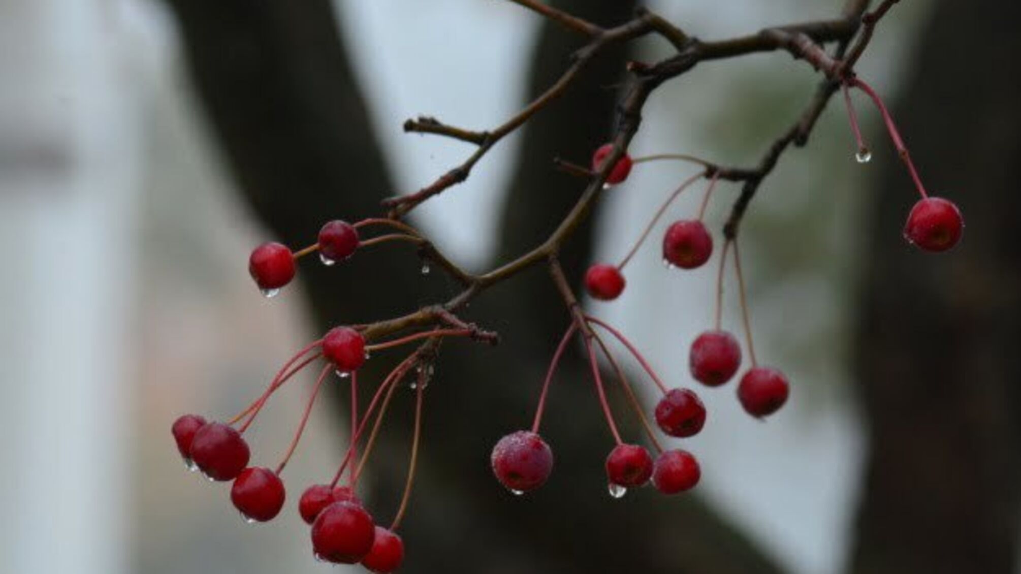 В Україну йдуть похолодання і нічні заморозки