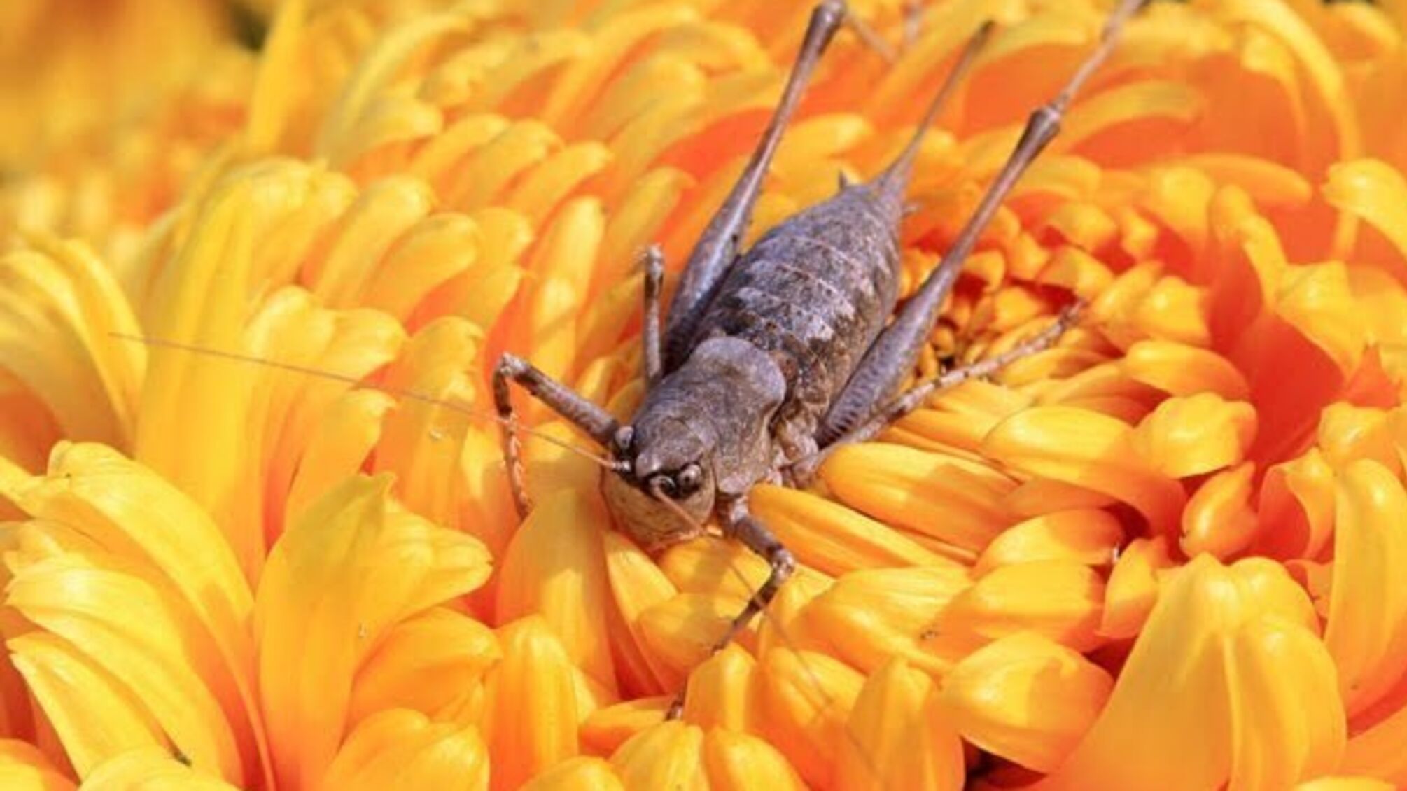 23 вересня: народний календар і астровісник