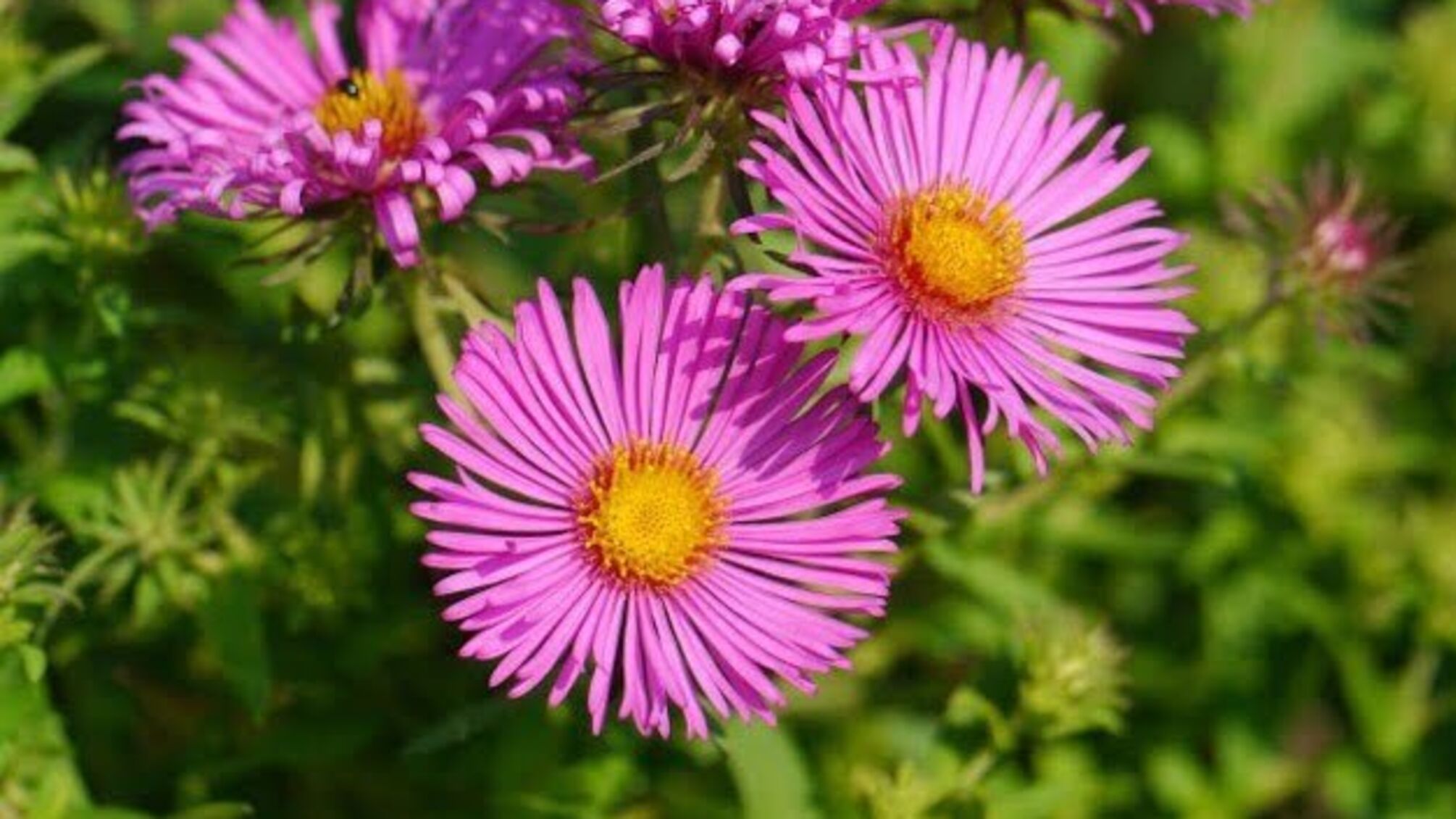 30 вересня: народний календар і астровісник