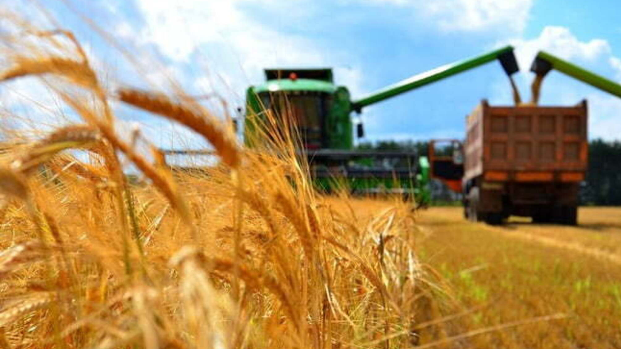 Голодомор для коней: правоохоронці зірвали жнива на полях ДП «Конярство України»