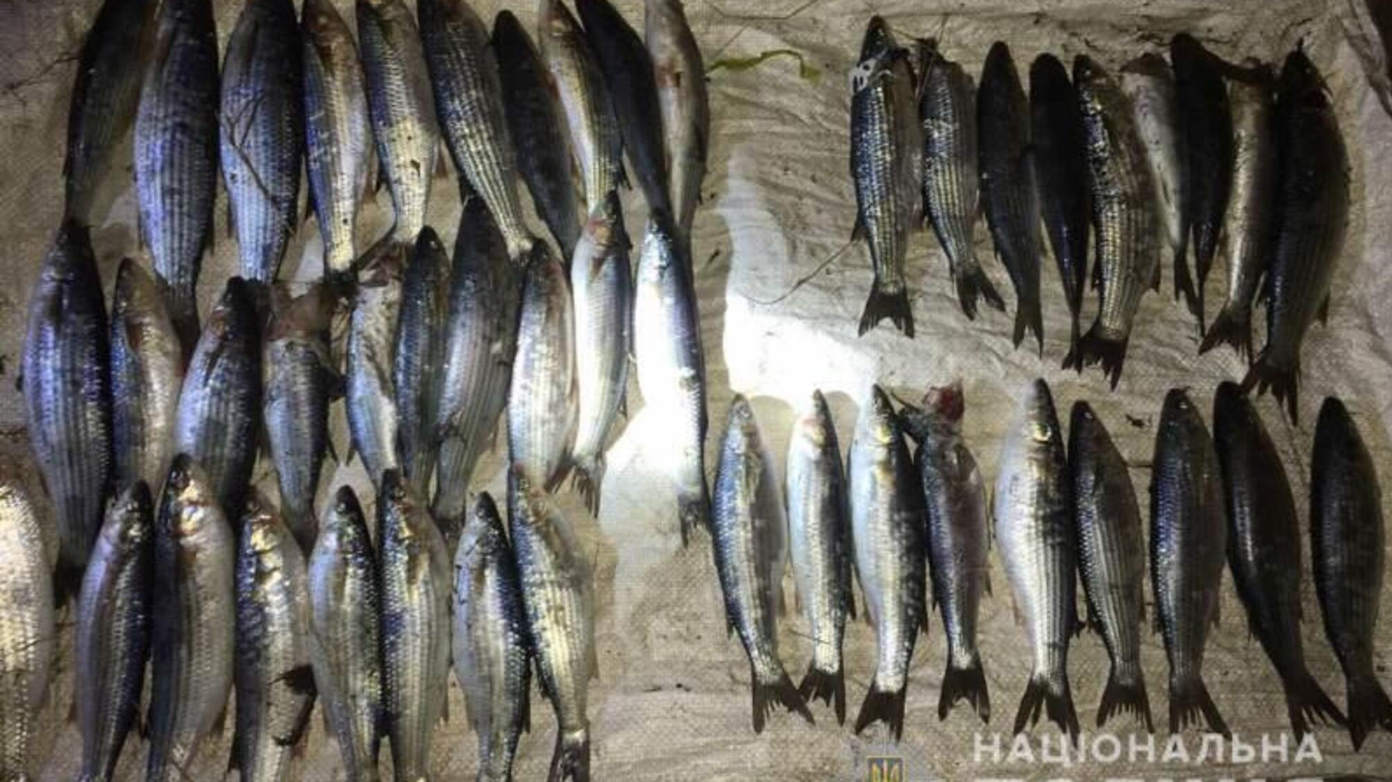 Під час рейду на Тузлівських лиманах поліцейські з прикордонниками викрили браконьєра