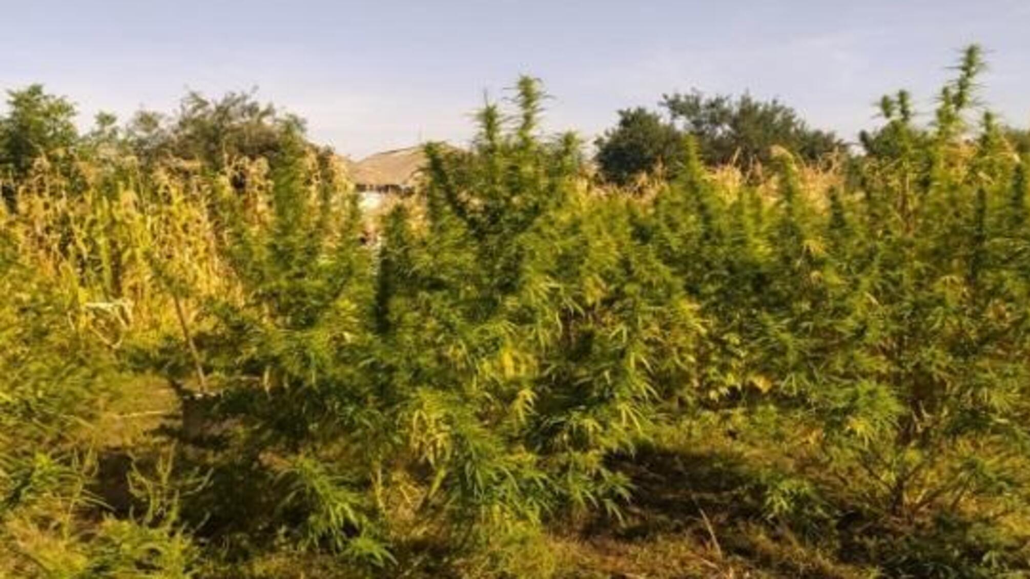 За вирощування та зберігання наркотичних речовин житель Любашівського району постане перед судом
