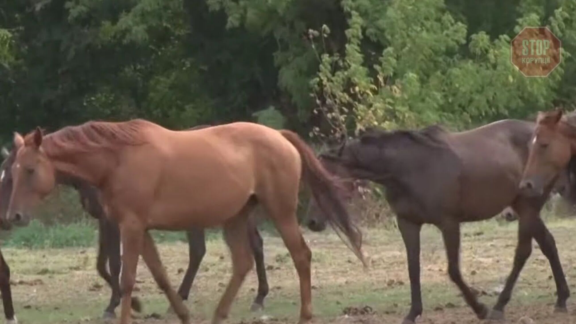 На державному підприємстві племінних коней залишили без харчів: заблоковано збір урожаю