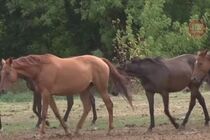 На державному підприємстві племінних коней залишили без харчів: заблоковано збір урожаю