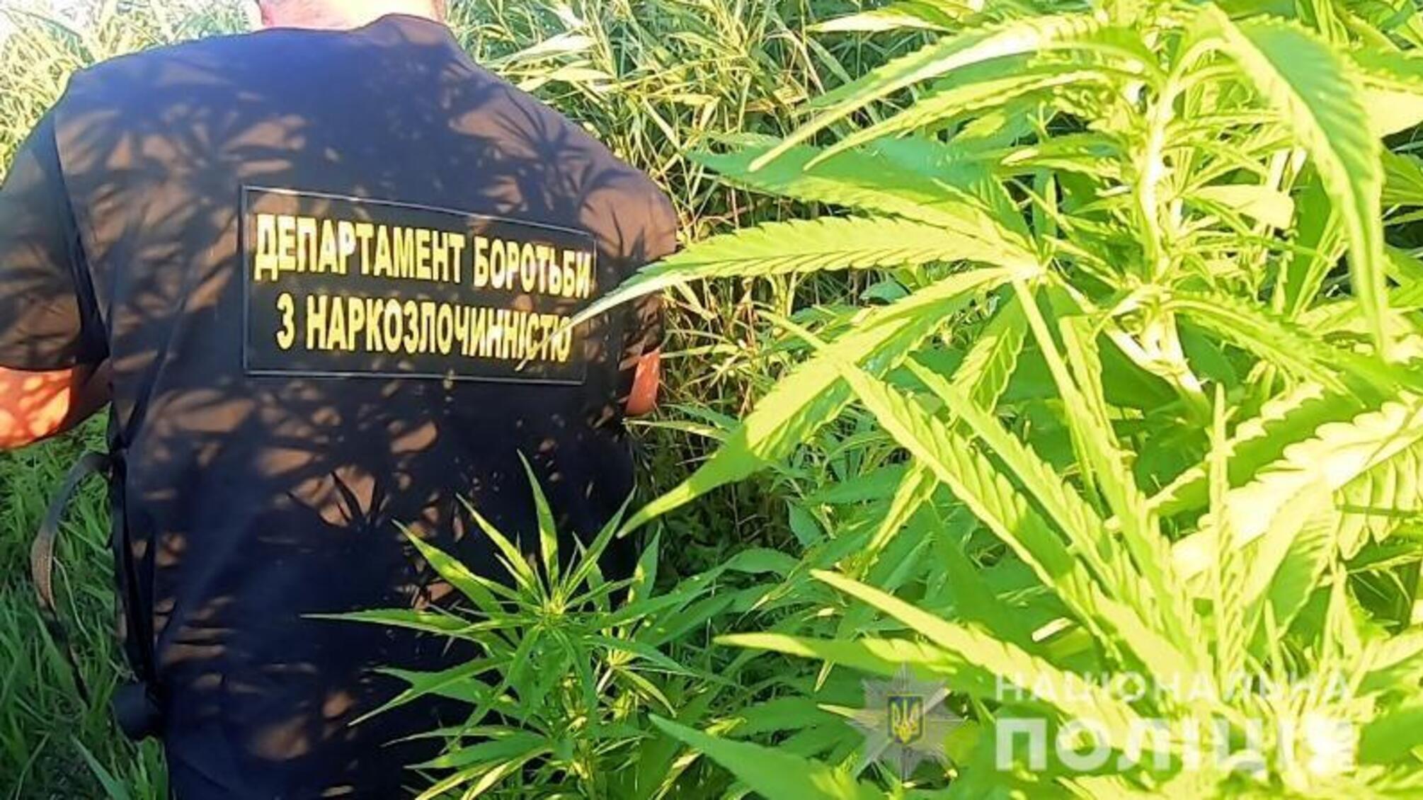 На Одещині правоохоронці виявили насадження конопель загальною площею півтори тисячі квадратних метрів