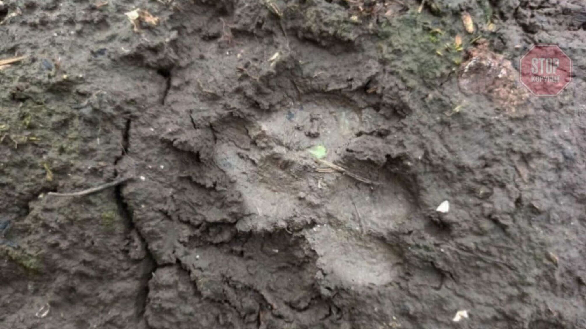 На Сумщині чоловік вбив чупакабру (фото 18+)