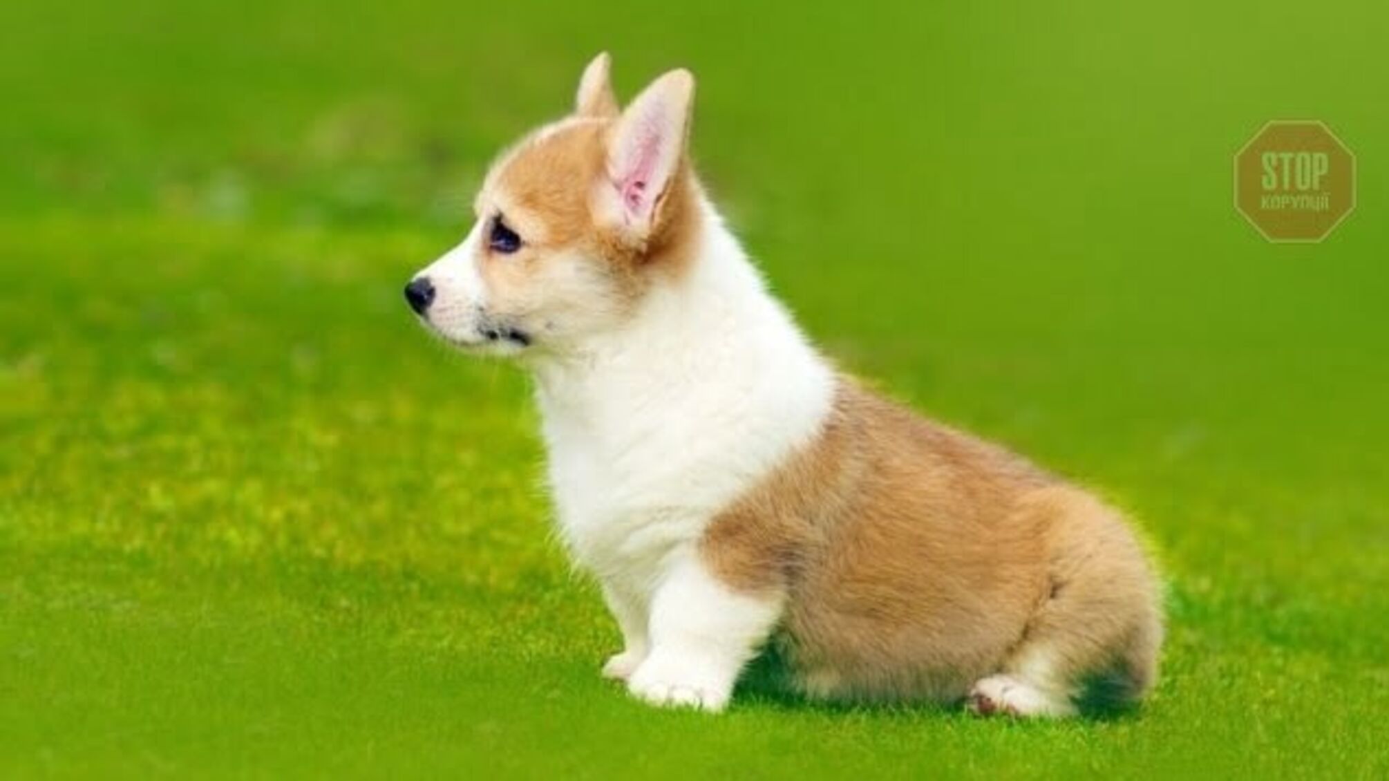 Нардепи хочуть запровадити обов’язкову реєстрацію домашніх тварин