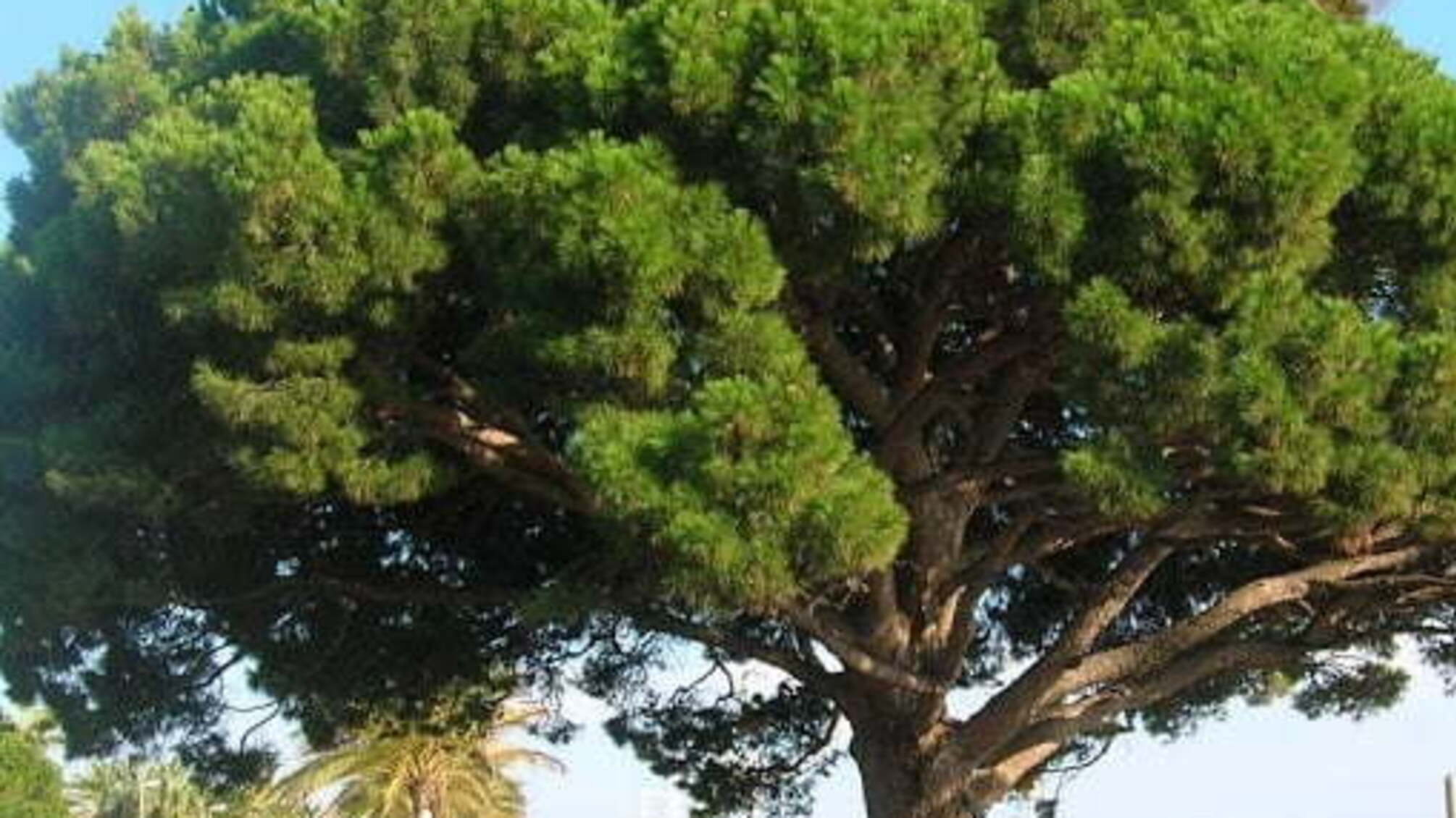 Сосна по 455 тисяч гривень за штуку: Харківська міськрада планує облаштувати клумби