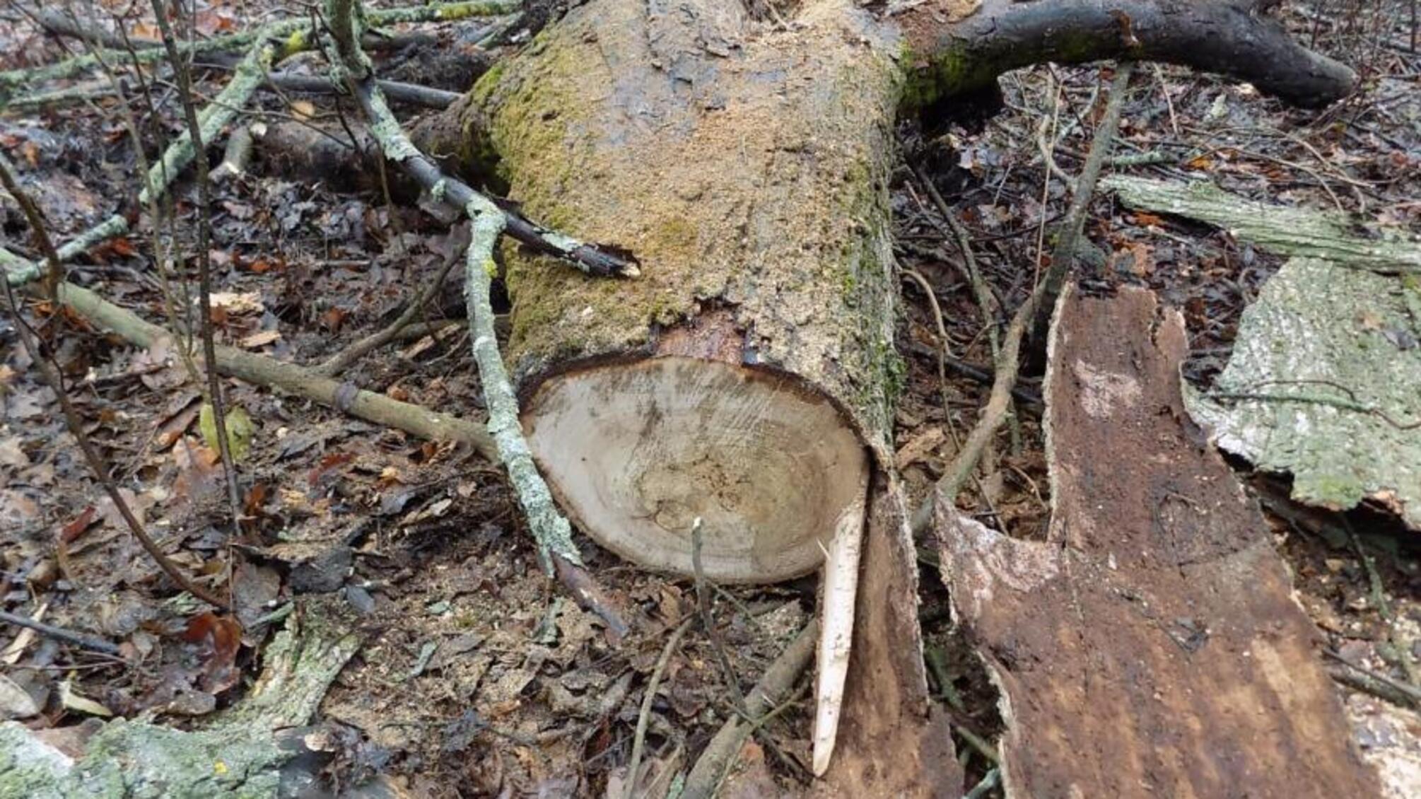 Поліцейські викрили двох подільчан у незаконній порубці лісу