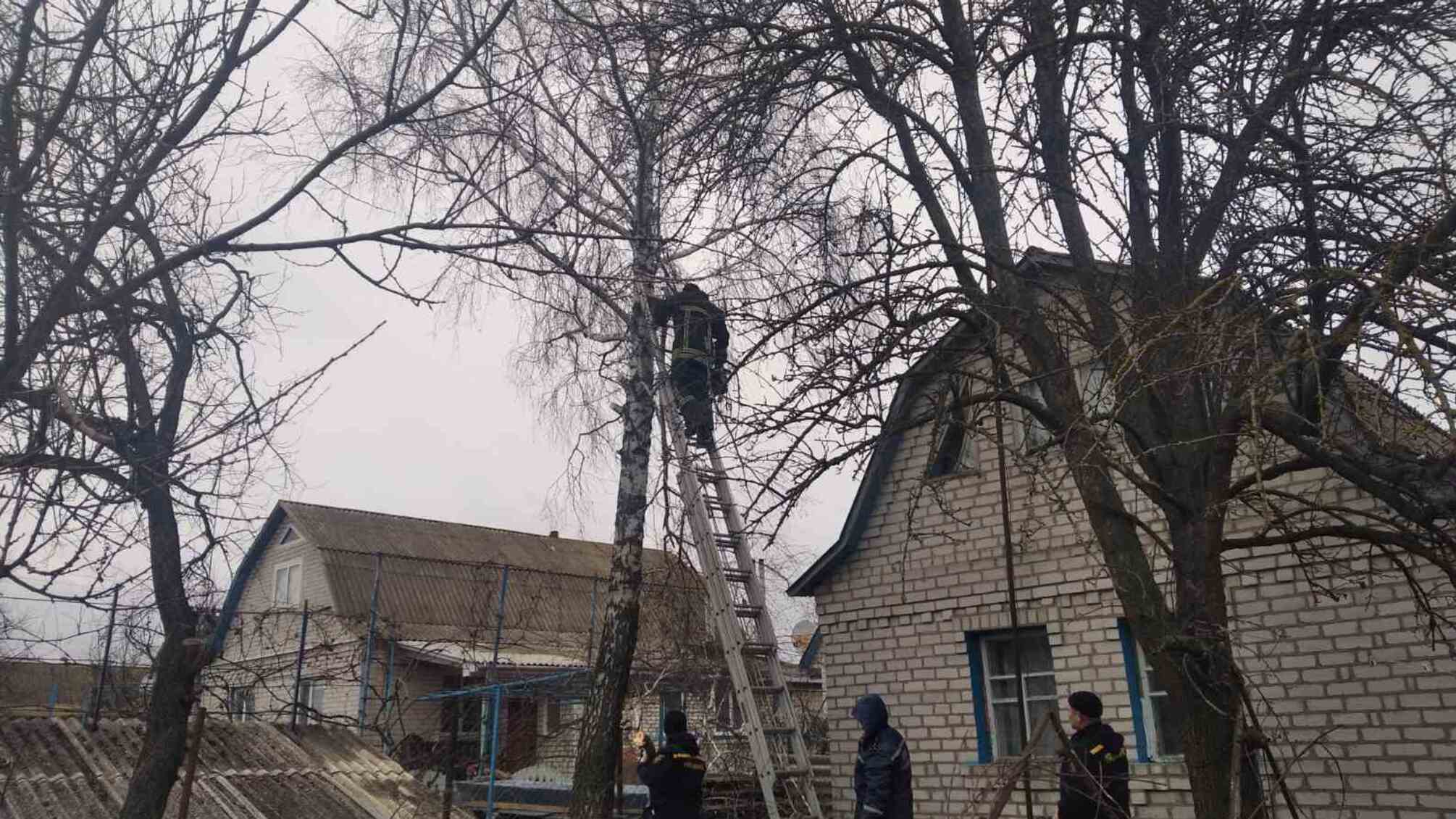 Житомирська область: упродовж доби рятувальники двічі надавали допомогу населенню у прибиранні та зрізанні аварійних дерев