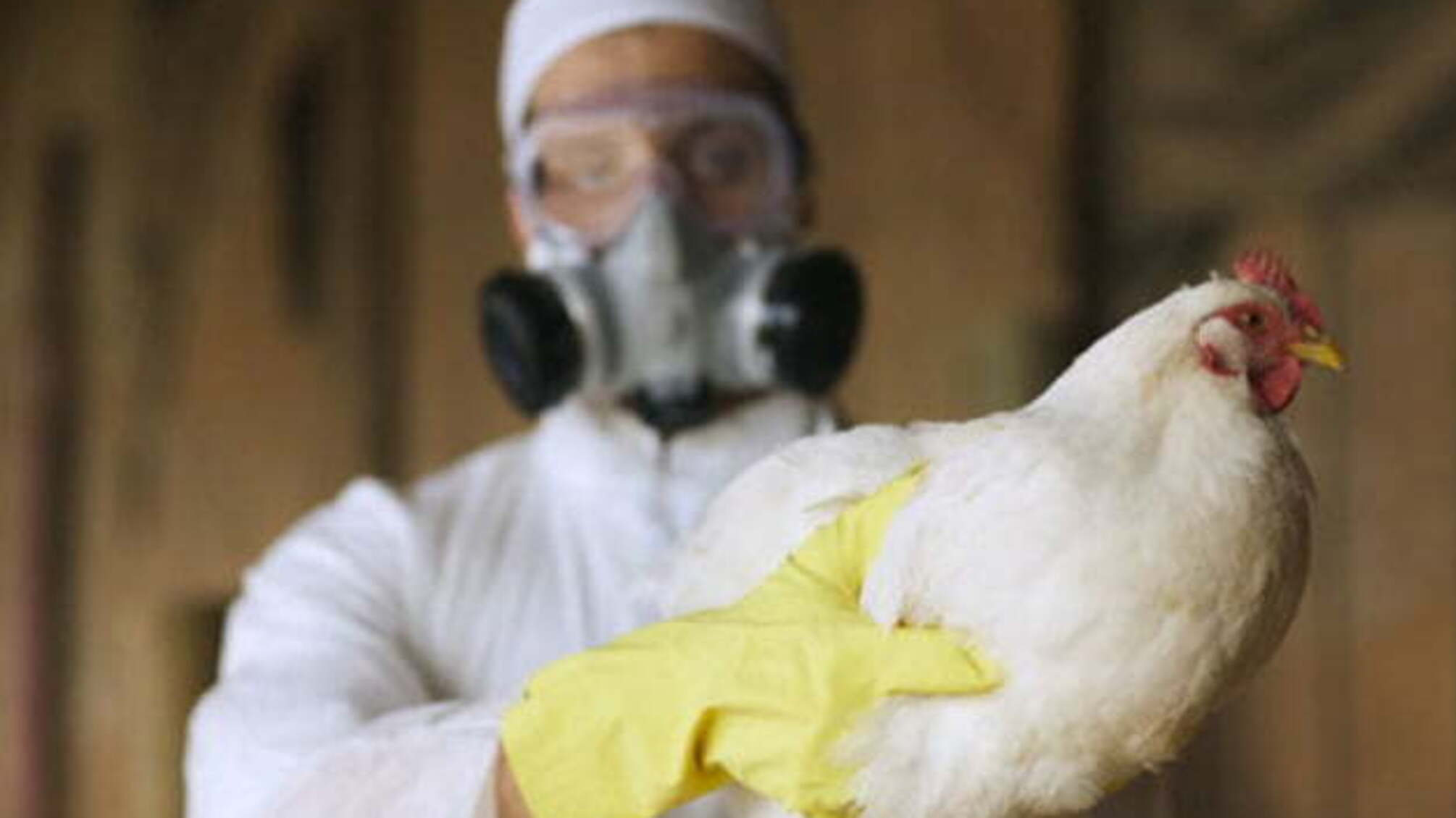 В Індії пташиний грип масово уражає ворон і диких гусей