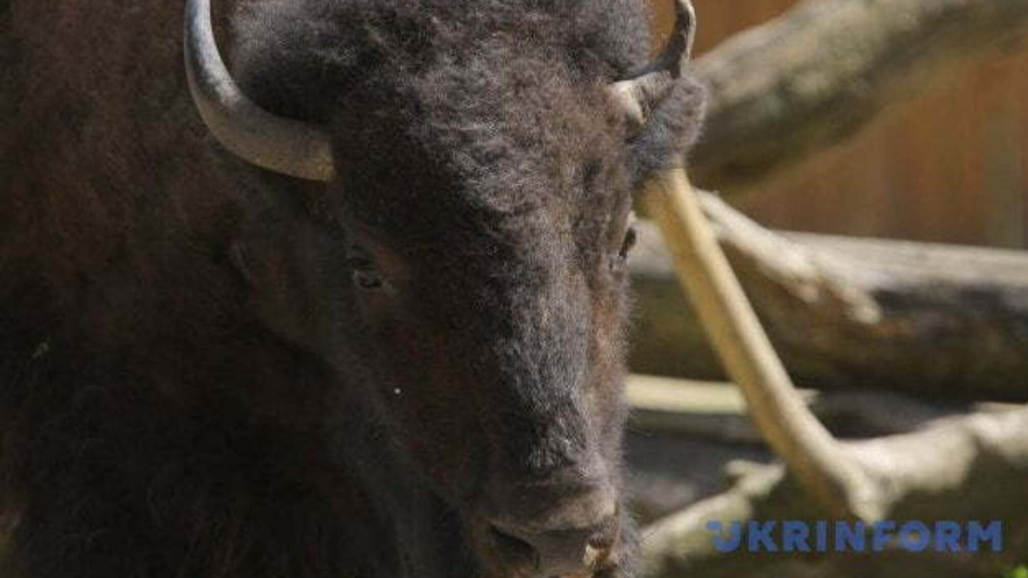 У заказник на Буковині привезли самку зубра з Вінниччини