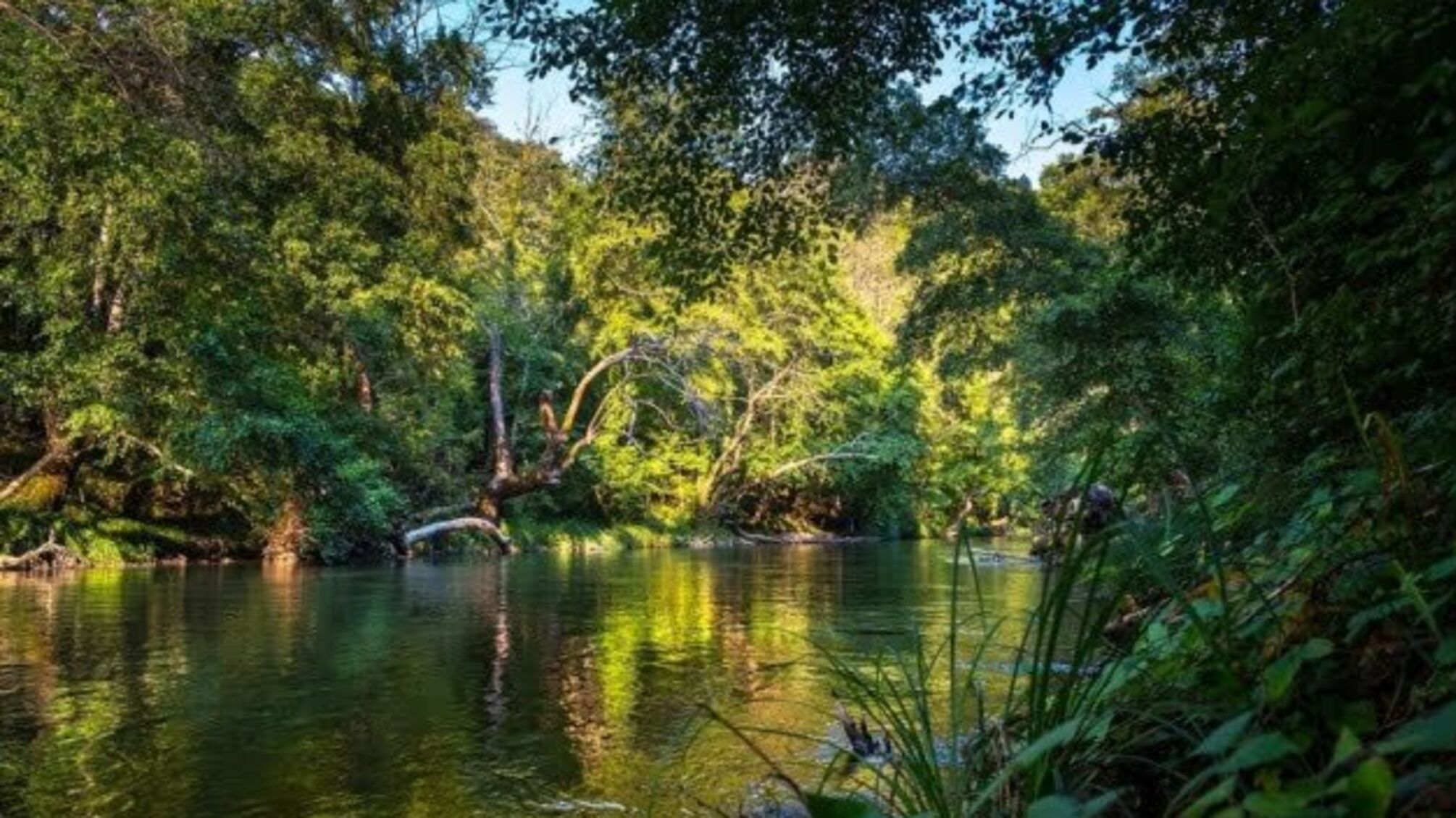 Амазонські ліси можуть зникнути до 2064 року - вчені