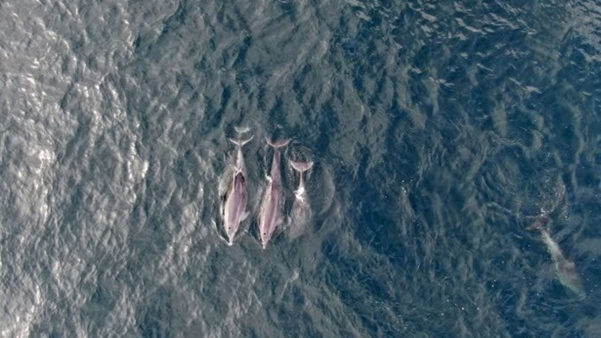 Локдаун «повернув» у Босфор дельфінів – їх зафільмували дрони