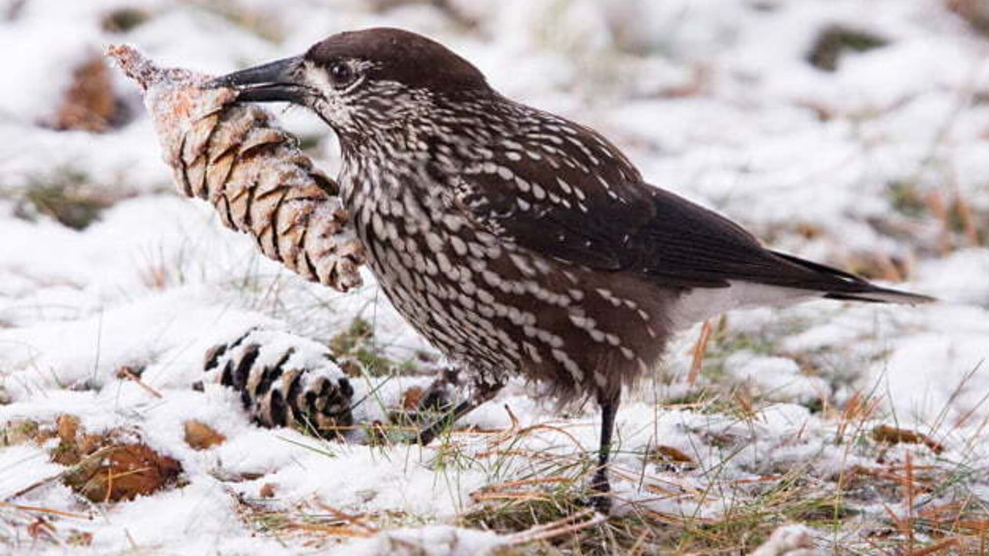 10 січня: народний календар і астровісник