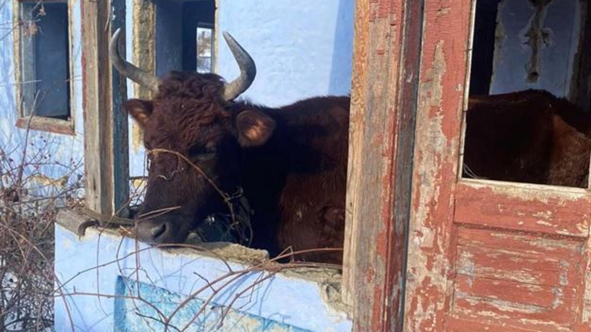 Поліцейські притягують жителя Березівського району до відповідальності за жорстоке поводження з тваринами