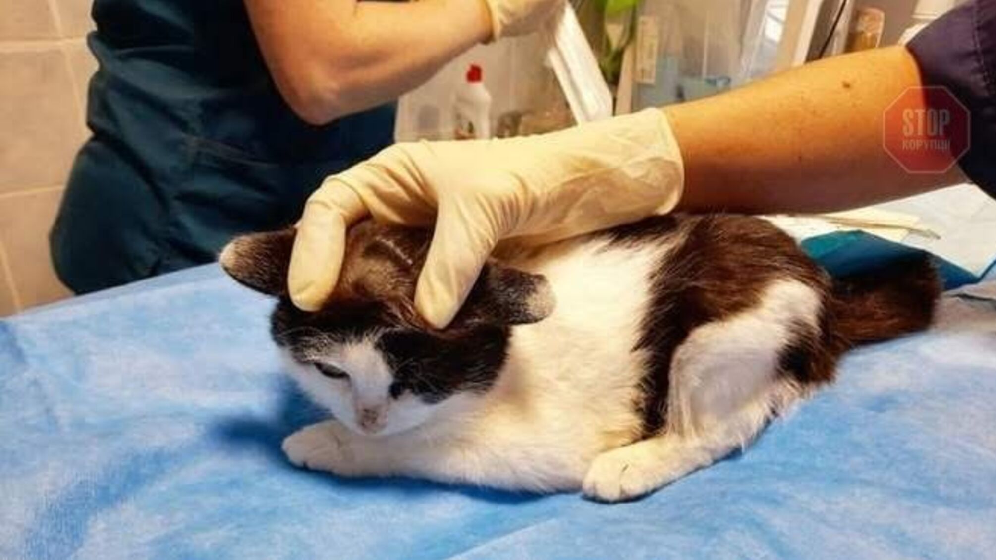 Новости Харькова: правоохранители ищут мужчину, который расстрелял котенка (видео)