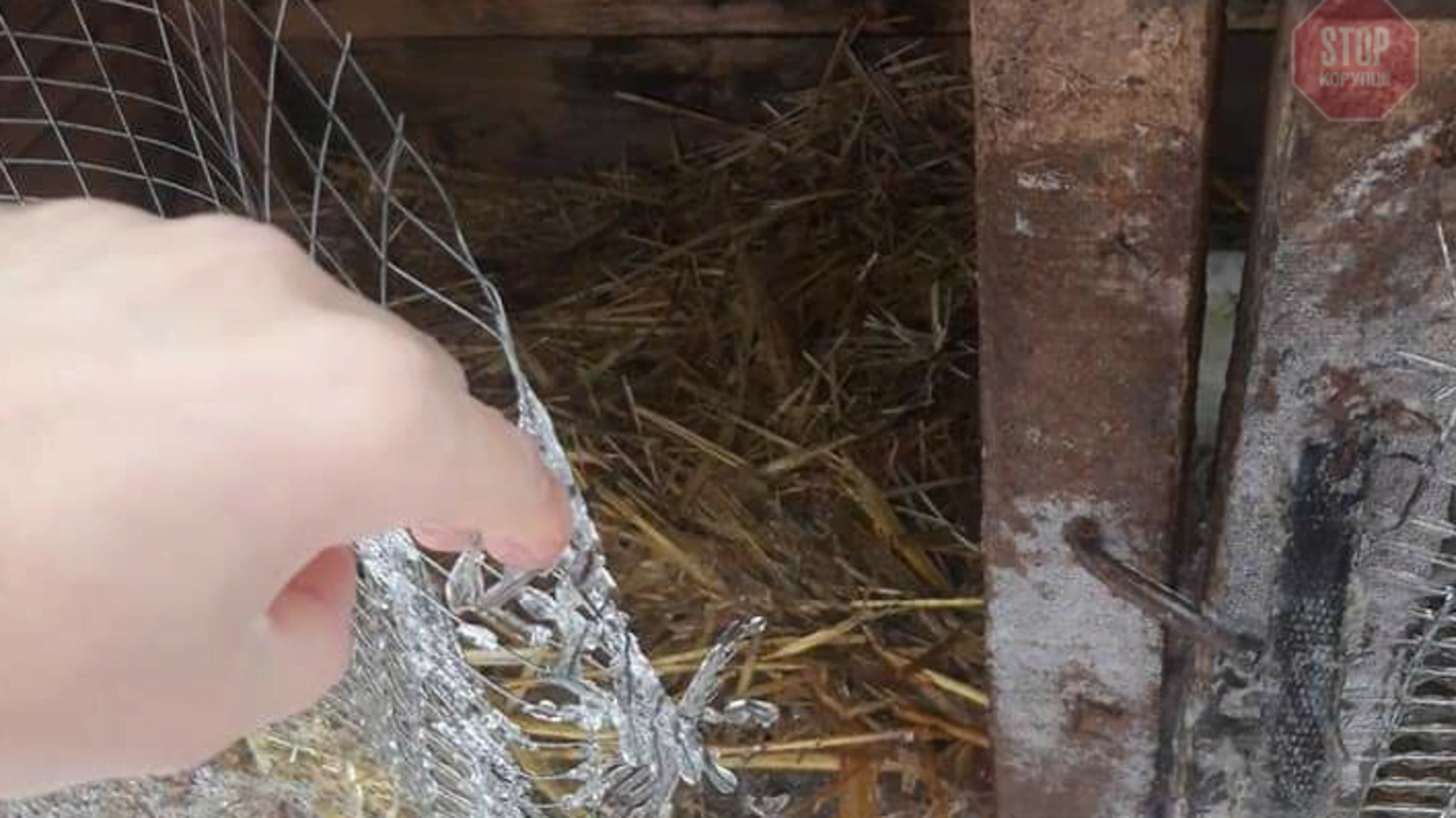 У Запорізькій області невідома істота вбиває свійських тварин (фото)