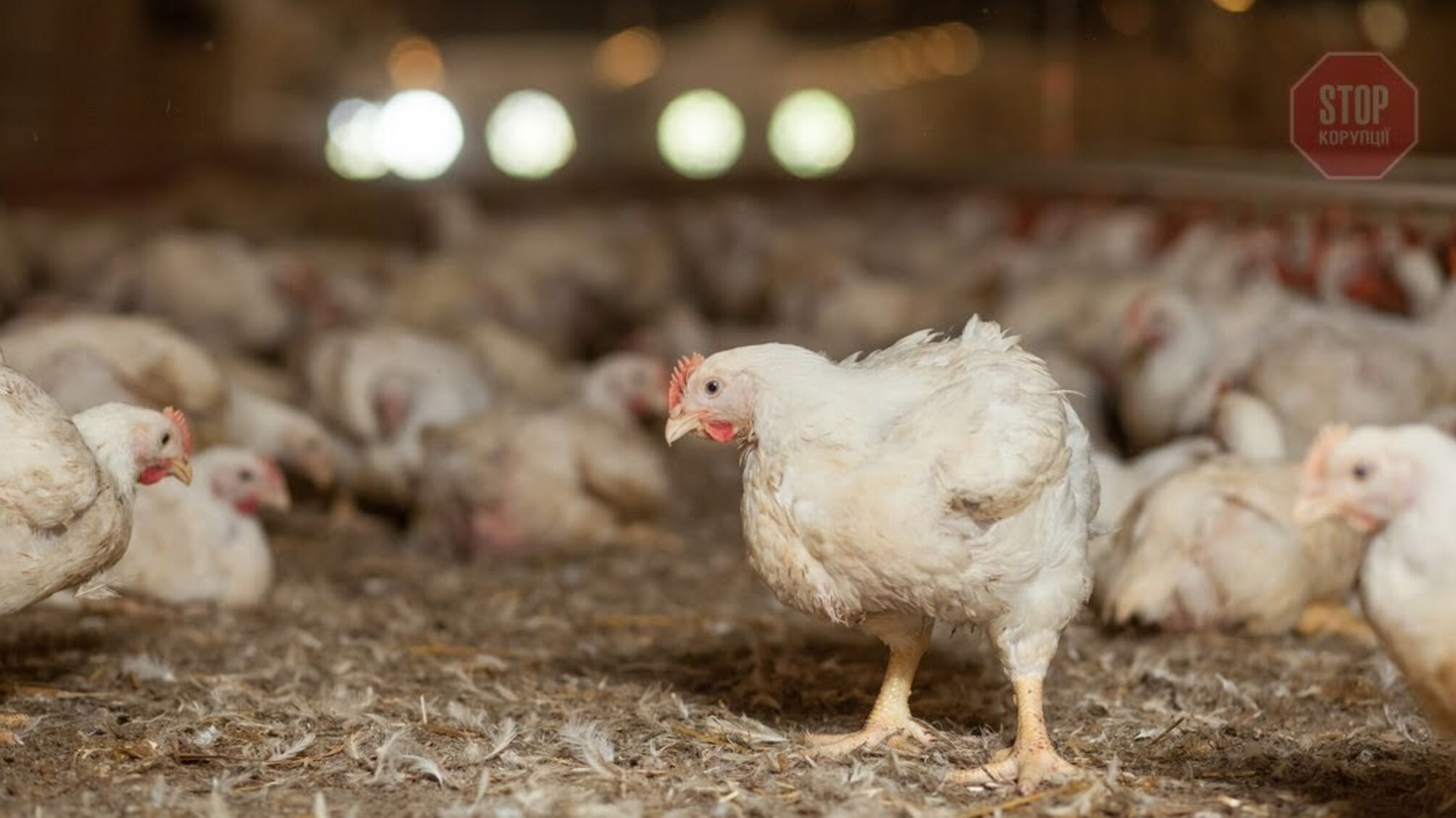 В Україні зупинив роботу один з найбільших виробників курятини (відео)