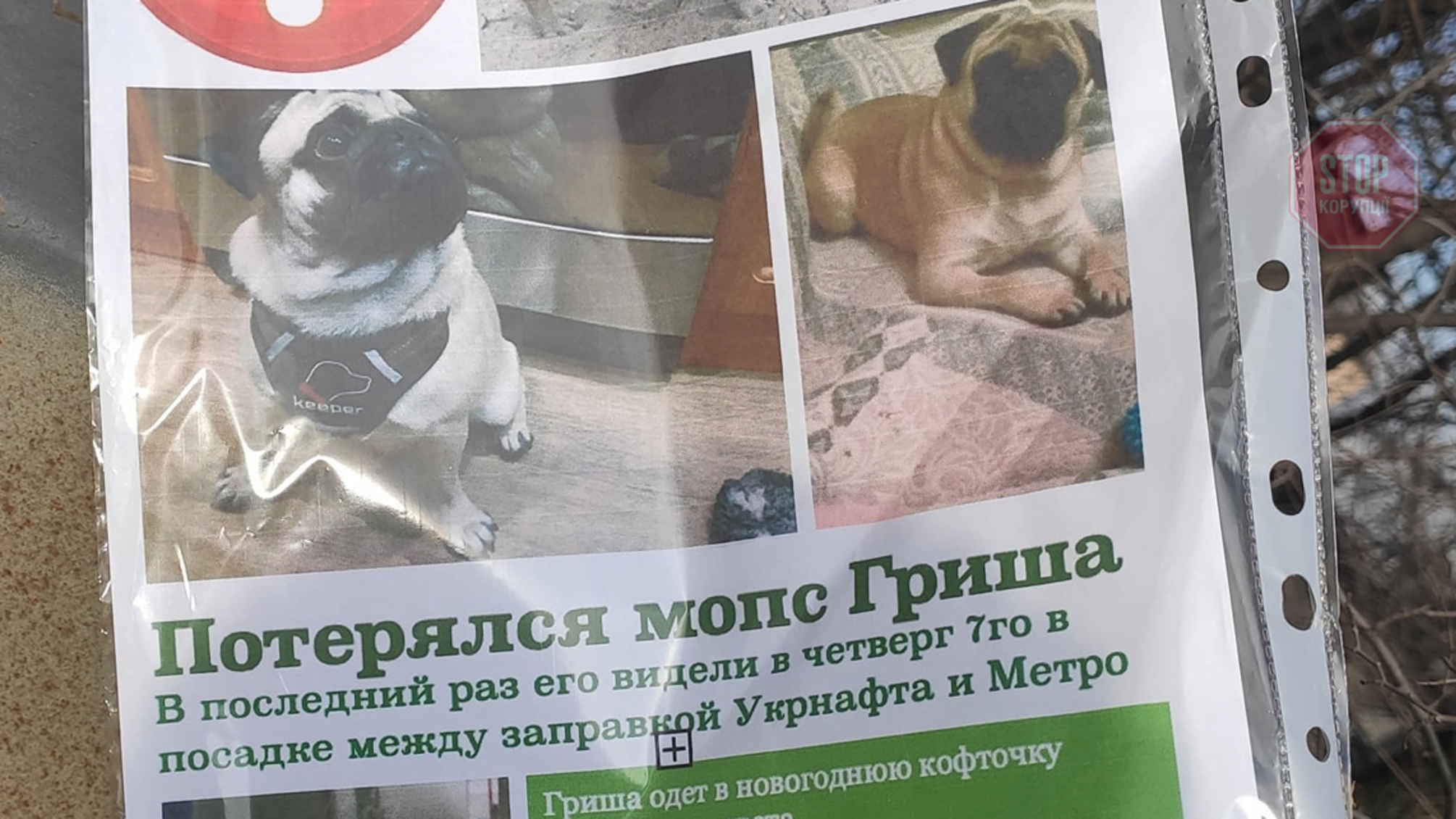 Новини Запоріжжя: у місті більше тижня тривають наймасштабніші пошуки собаки