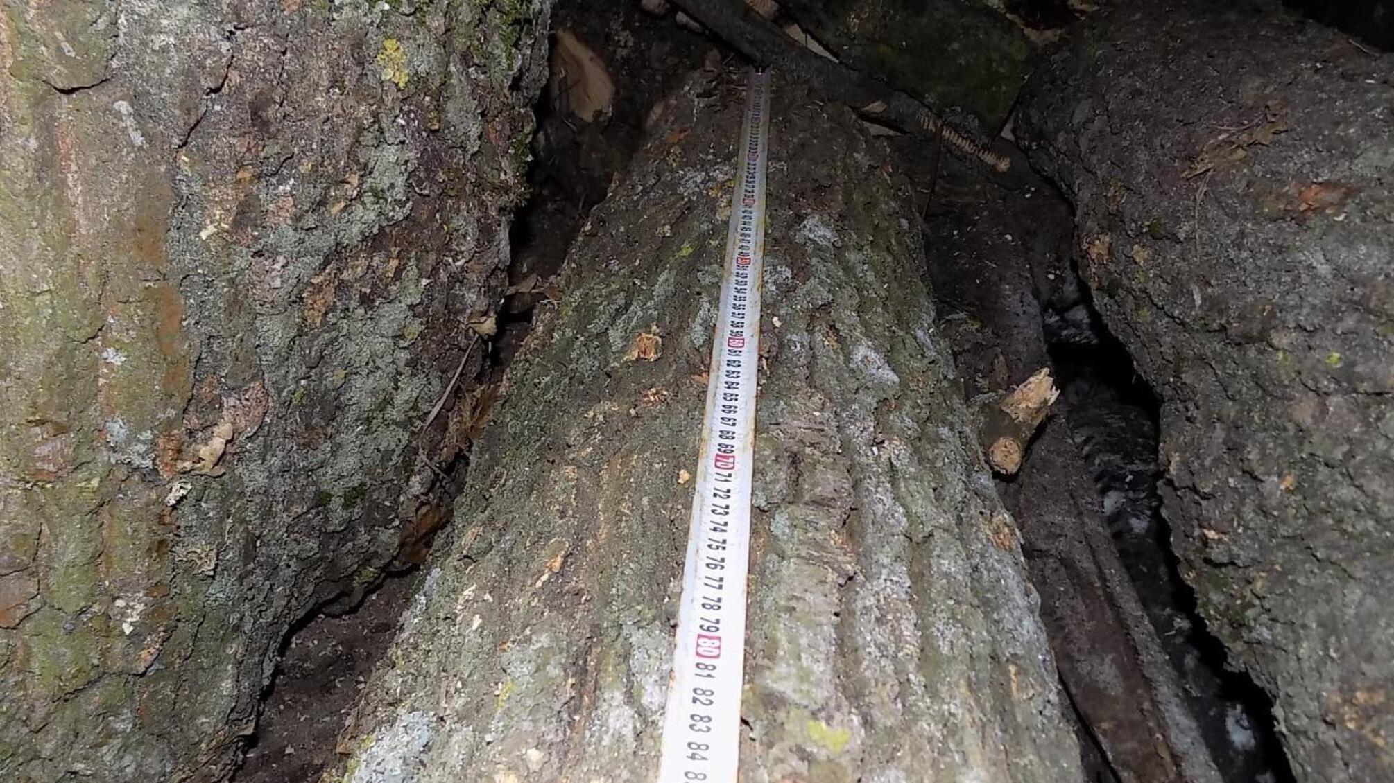 Поліцейські продовжують боротьбу з незаконною порубкою лісу на Одещині