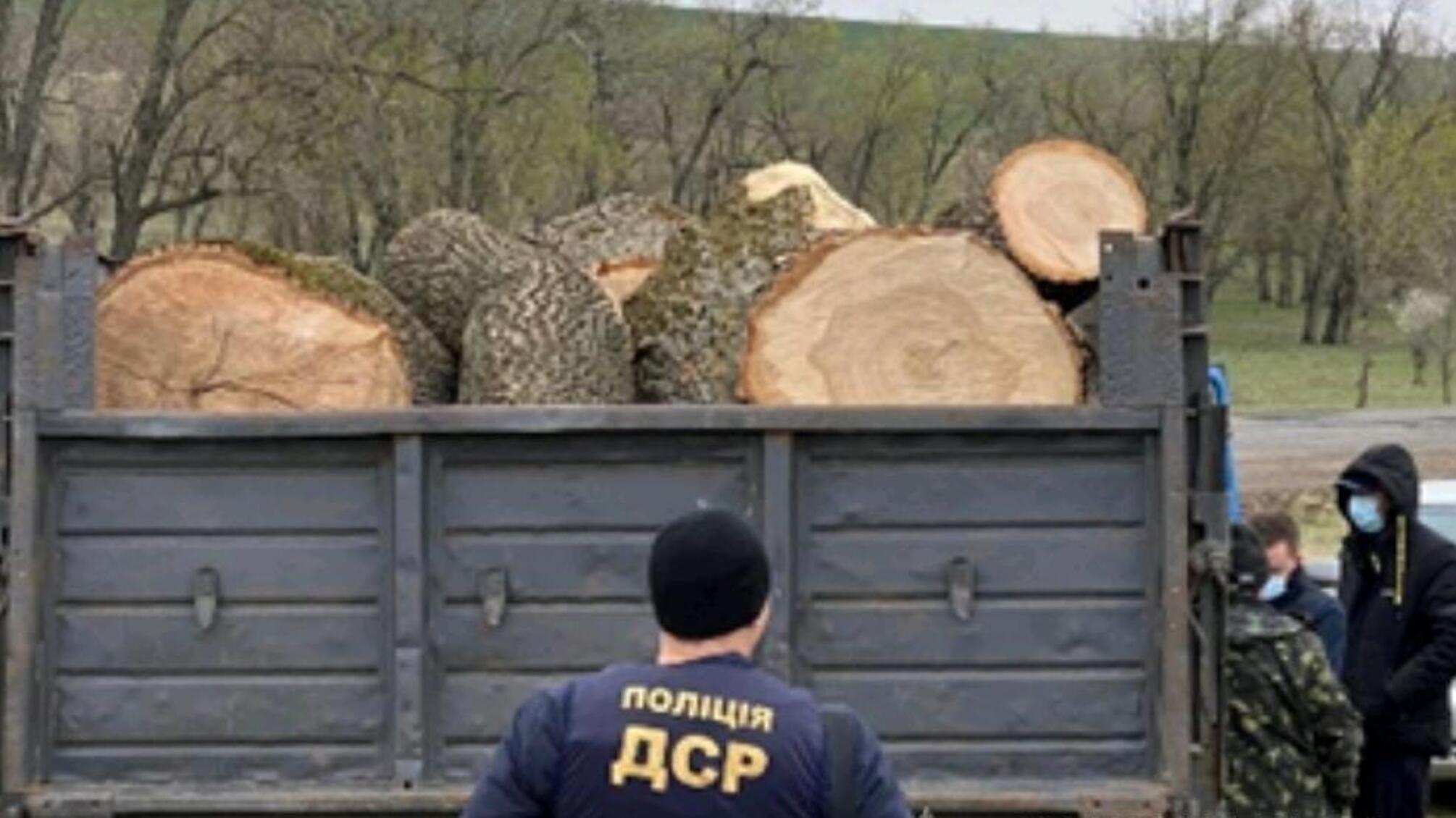 На Одещині учасникам організованої злочинної групи оголосили підозру у привласненні та розтраті лісоматеріалів